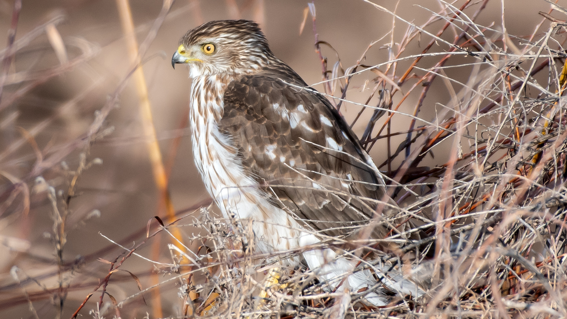 Immature, Albuquerque, January 2026