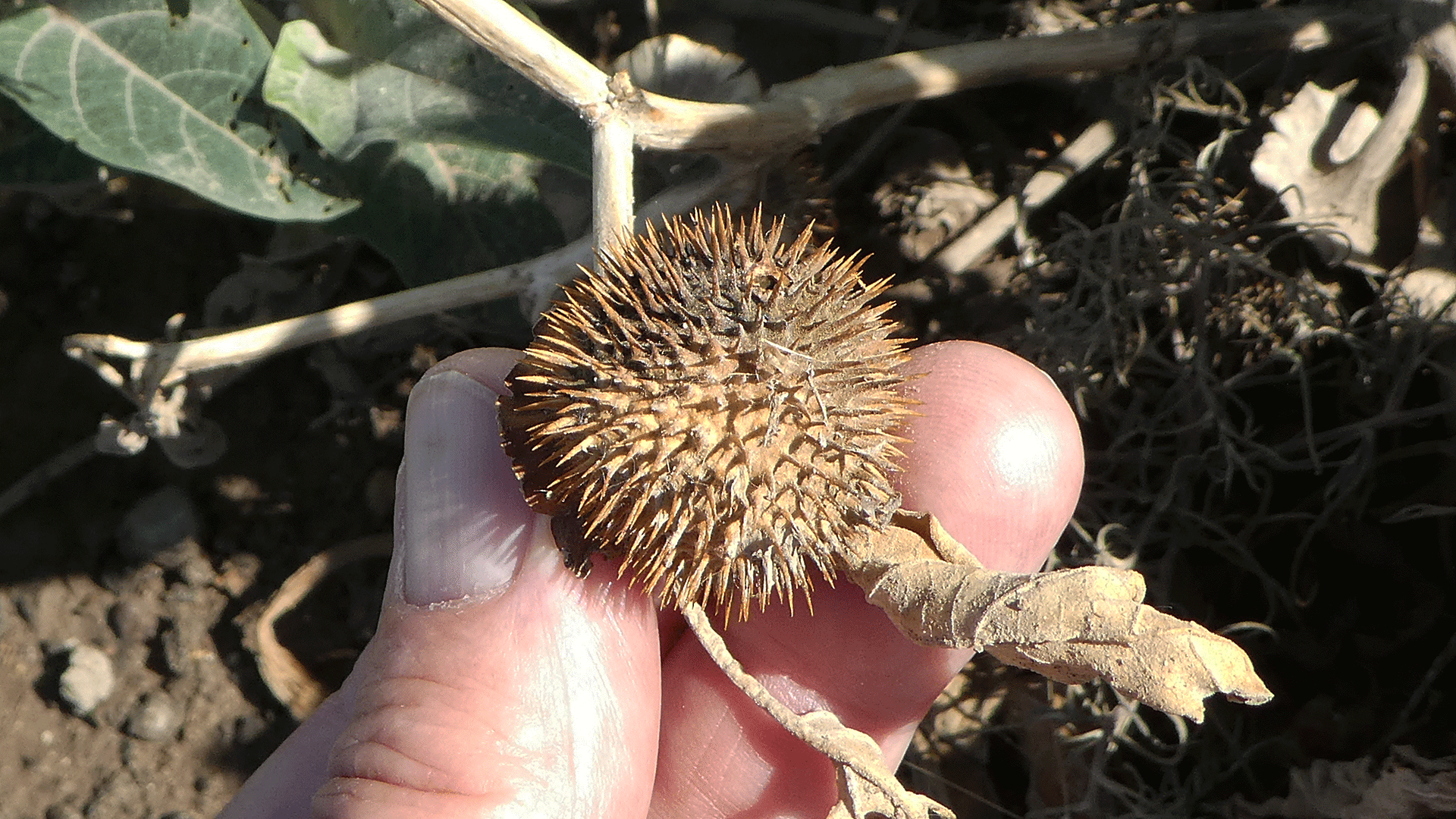 Dry "thorn apple" (fruit), Albuquerque, June 2020