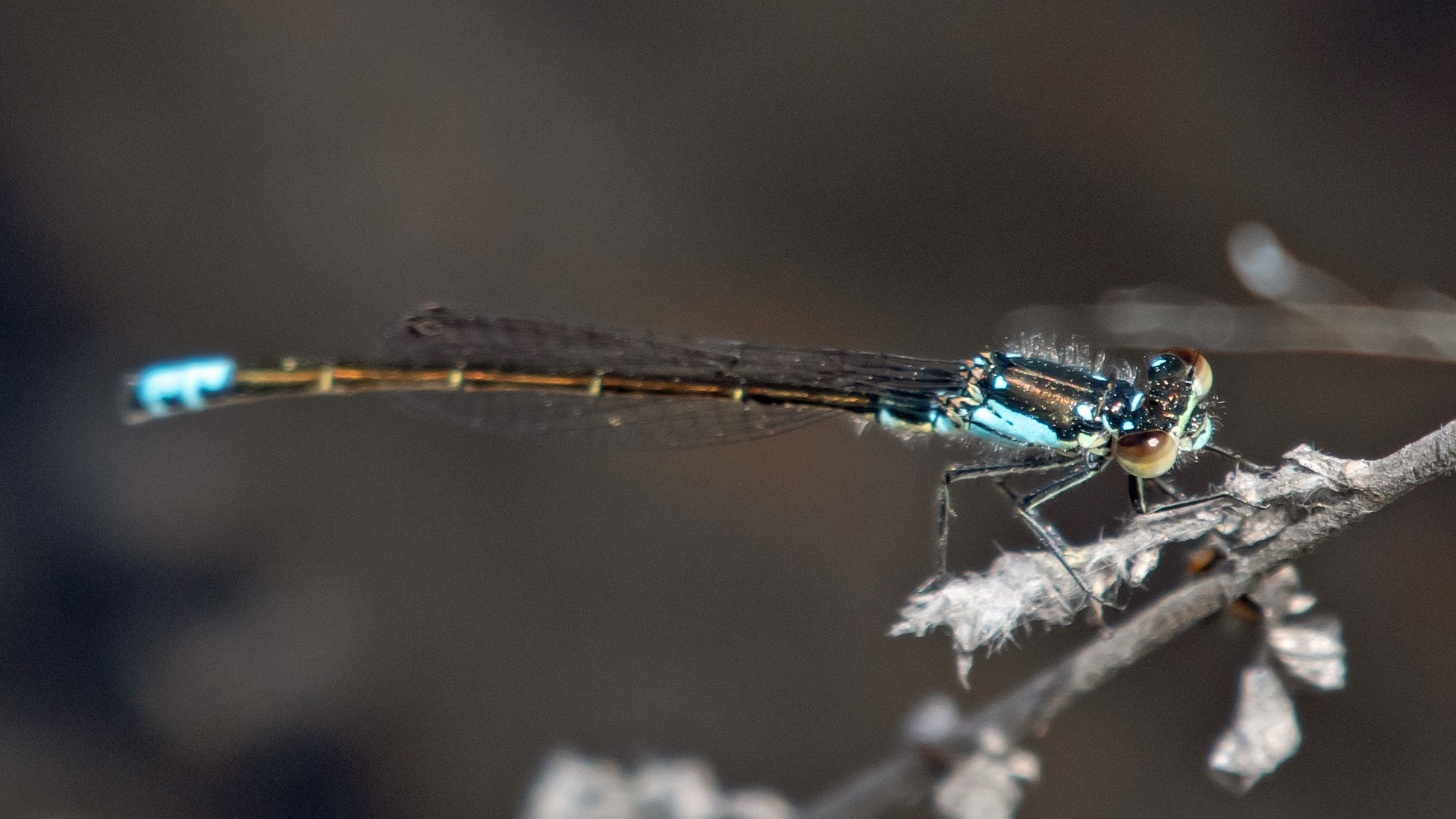 Male, Rio Grande Bosque, Albuquerque, April 2023