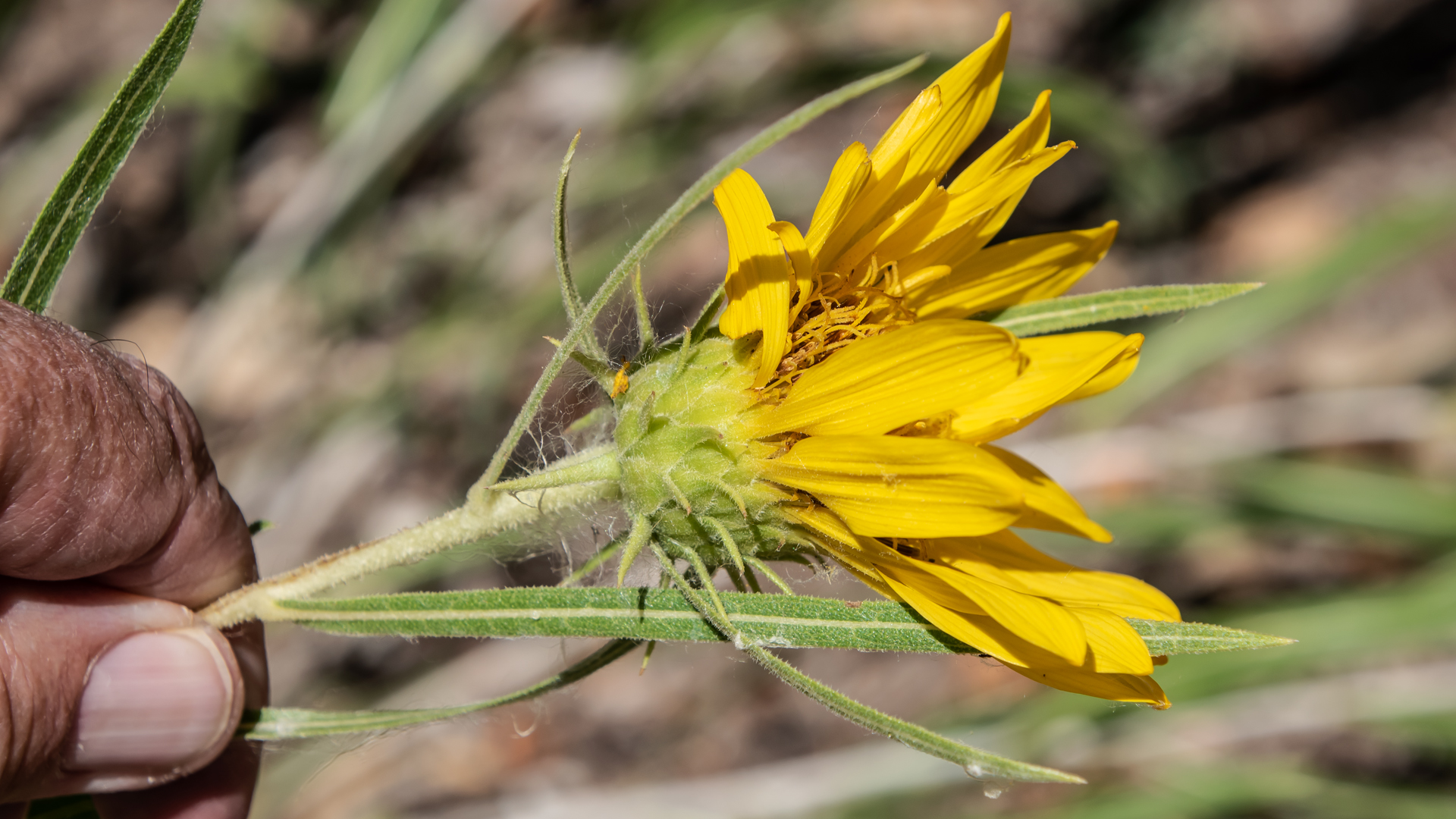 Rio Grande Nature Center, July 2023