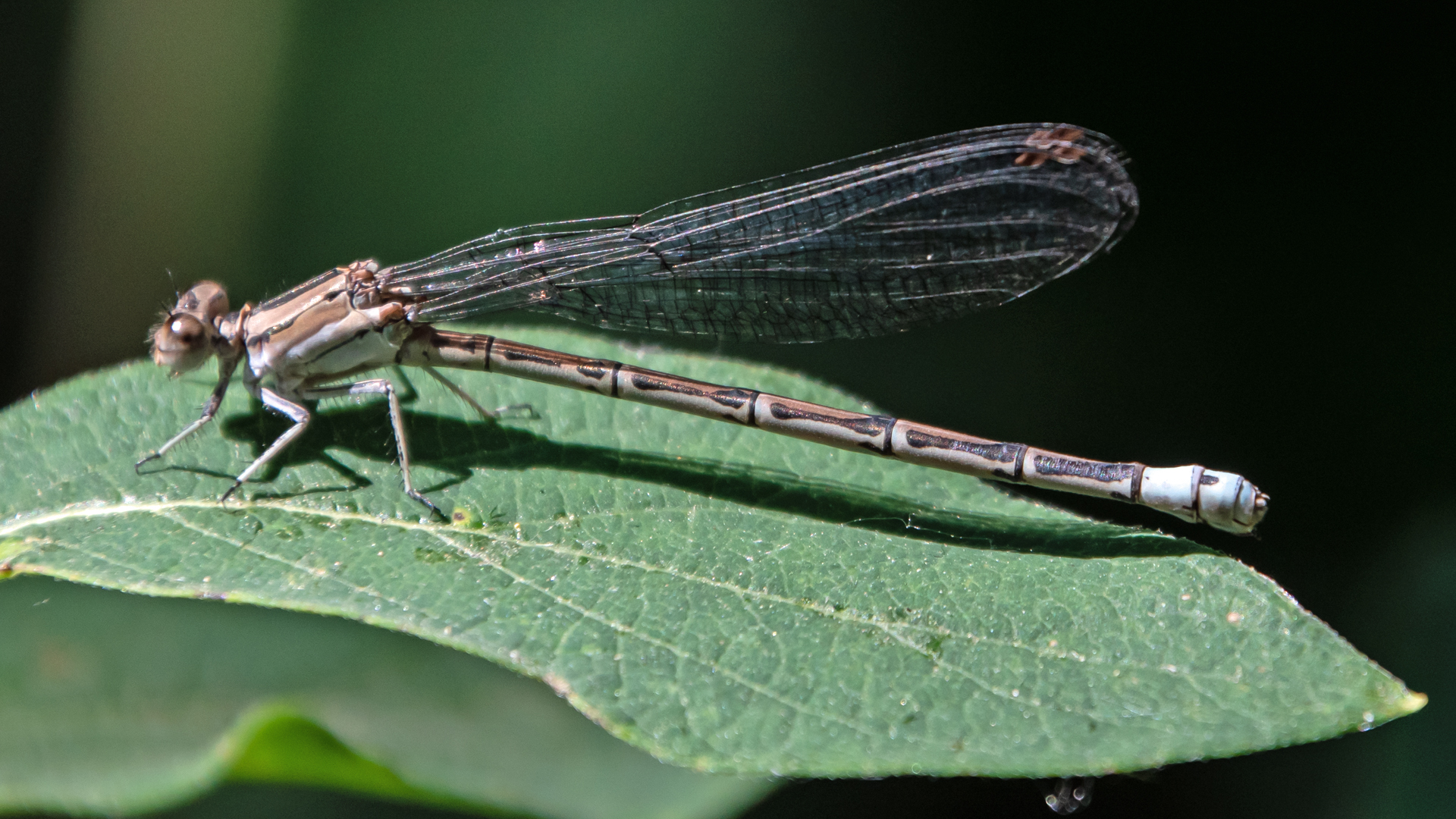 Female, Santa Fe River, July 2023