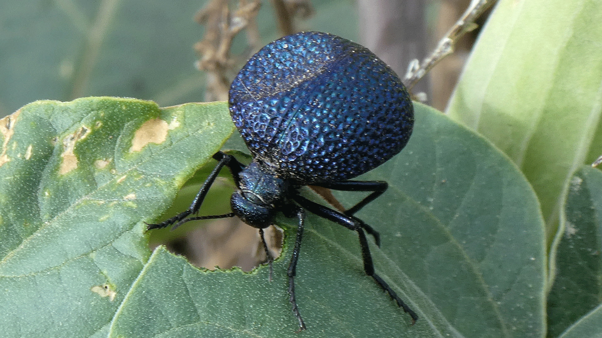 On Datura, Albuquerque, July 2020