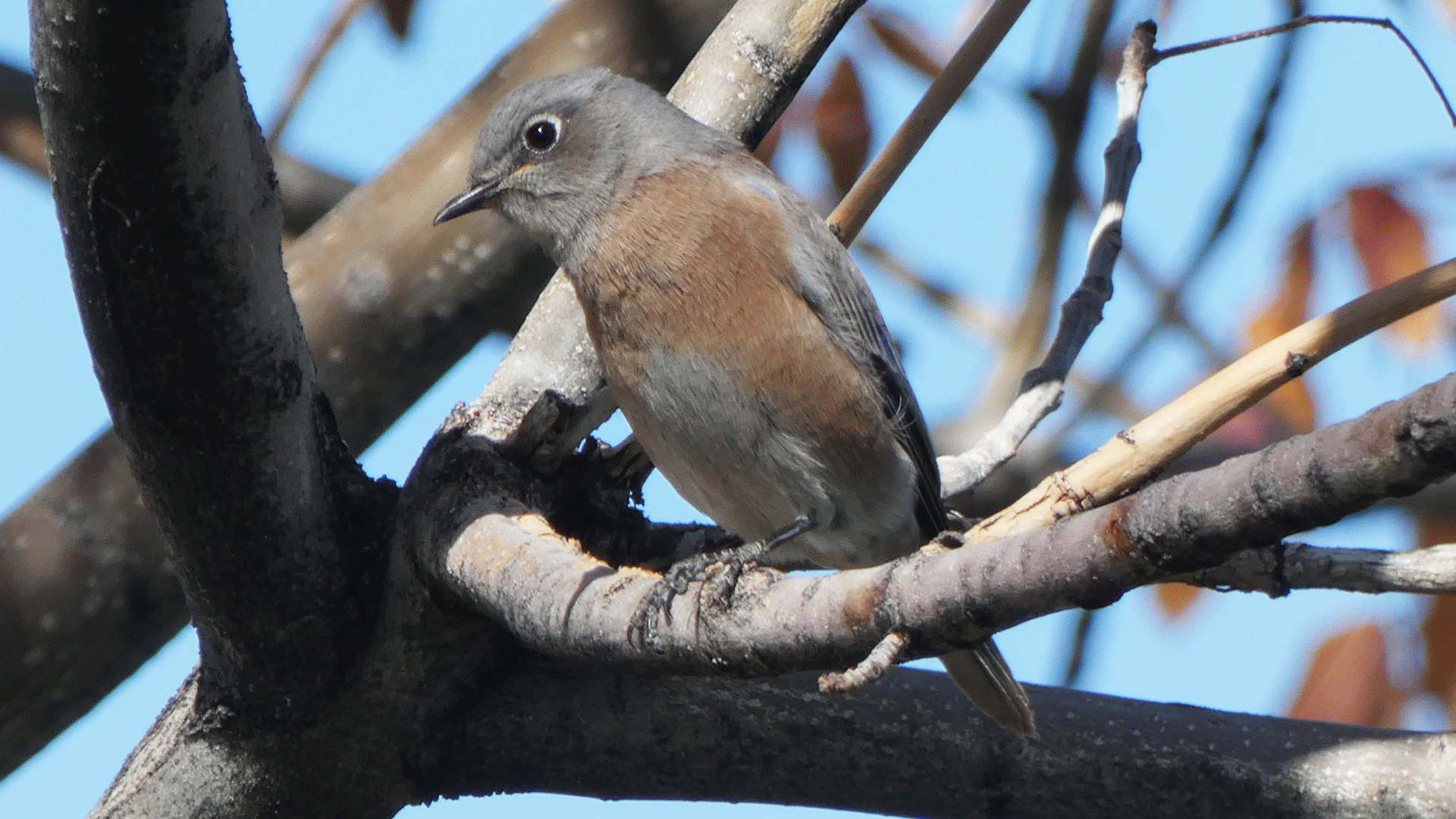 Female/immature, Albuquerque, October 2020