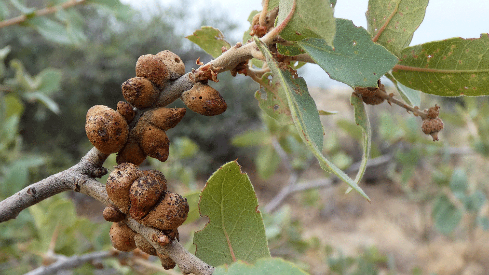 Galls on scrub oak, west foothills of the Sandia Mountains, August 2020