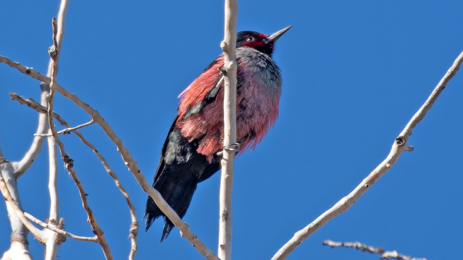 Rio Grande Bosque, Albuquerque, May 2026