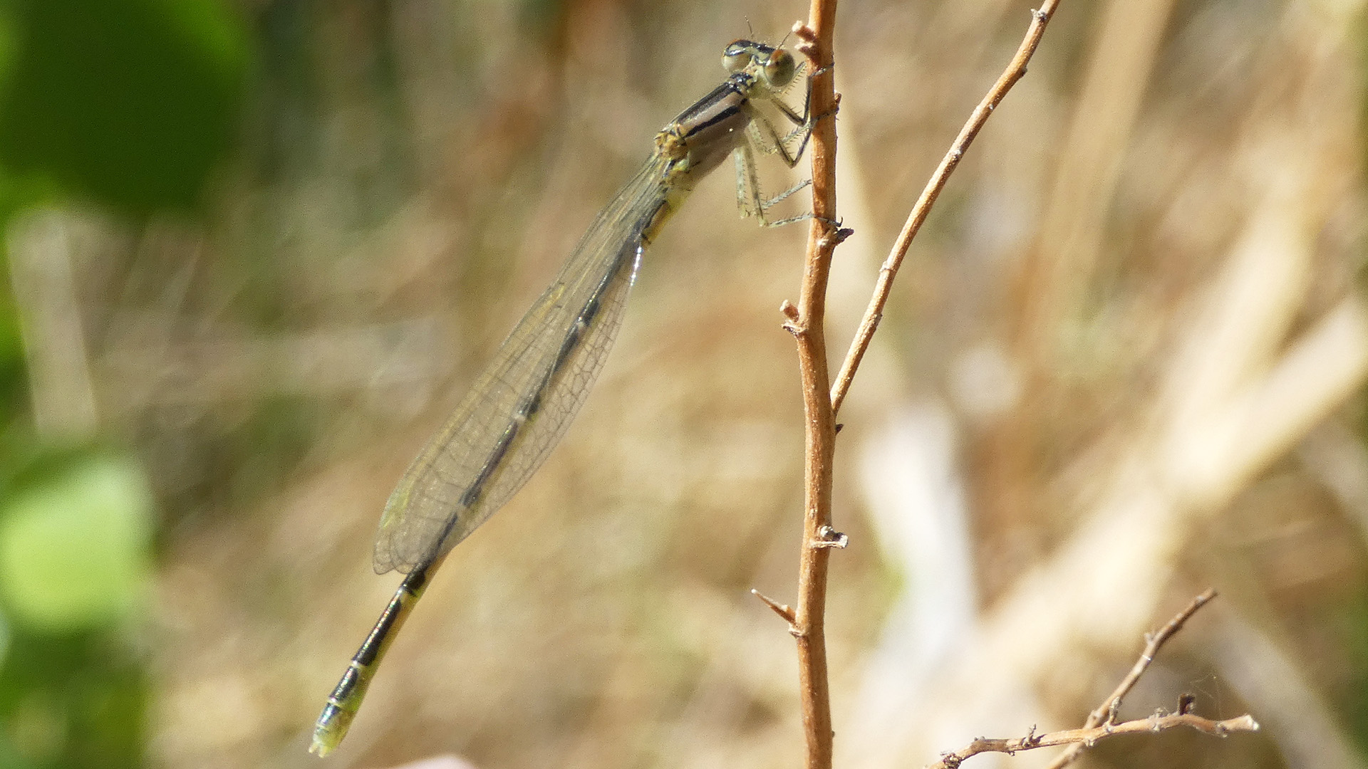 Female, Rio Grande Bosque, Albuquerque, May 2022