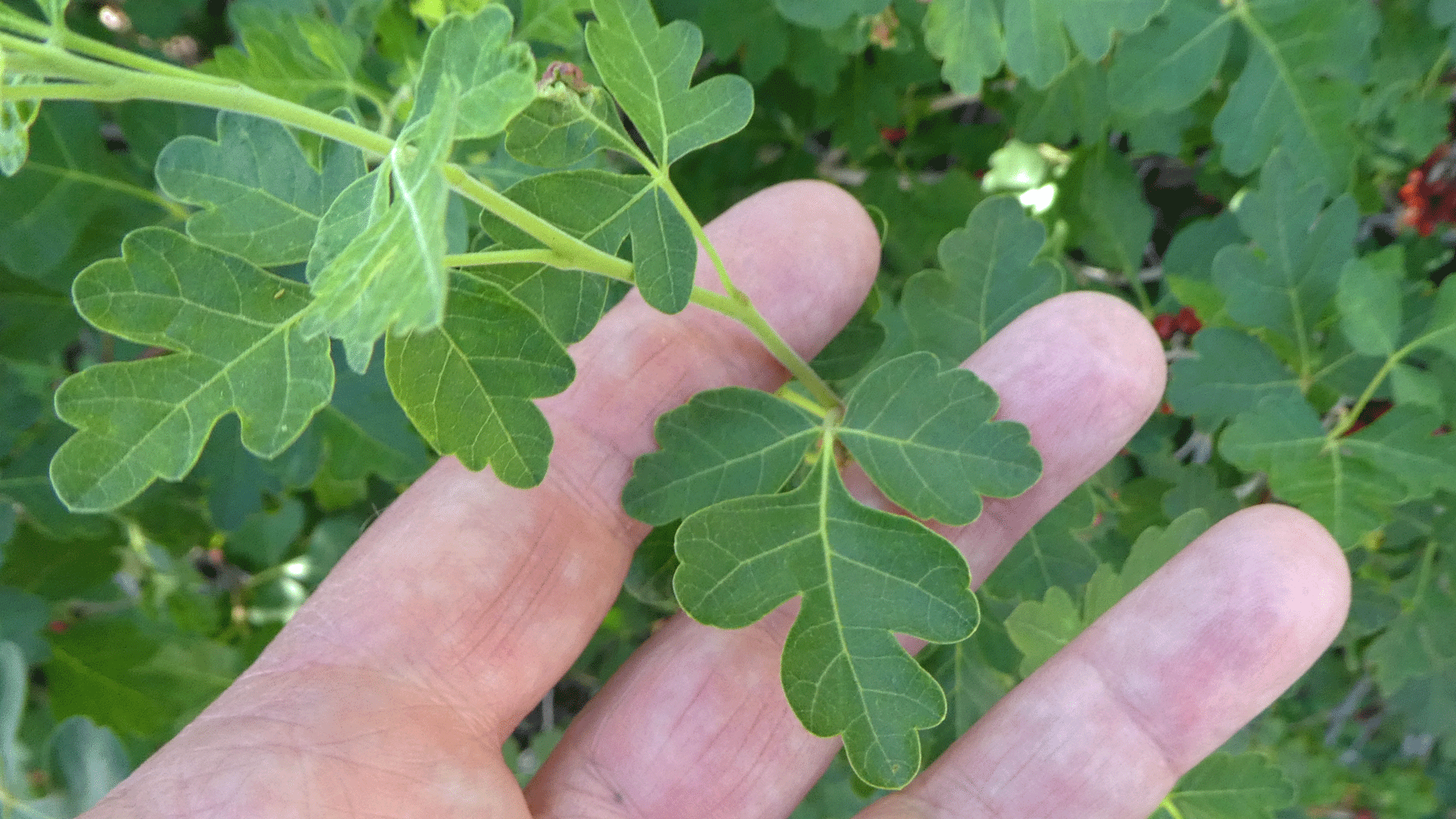 Leaves, Albuquerque, May 2020