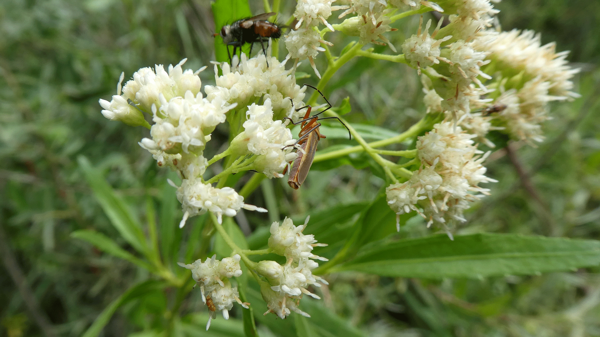 Male flowers, Rio Grande Bosque, Albuquerque, July 2020