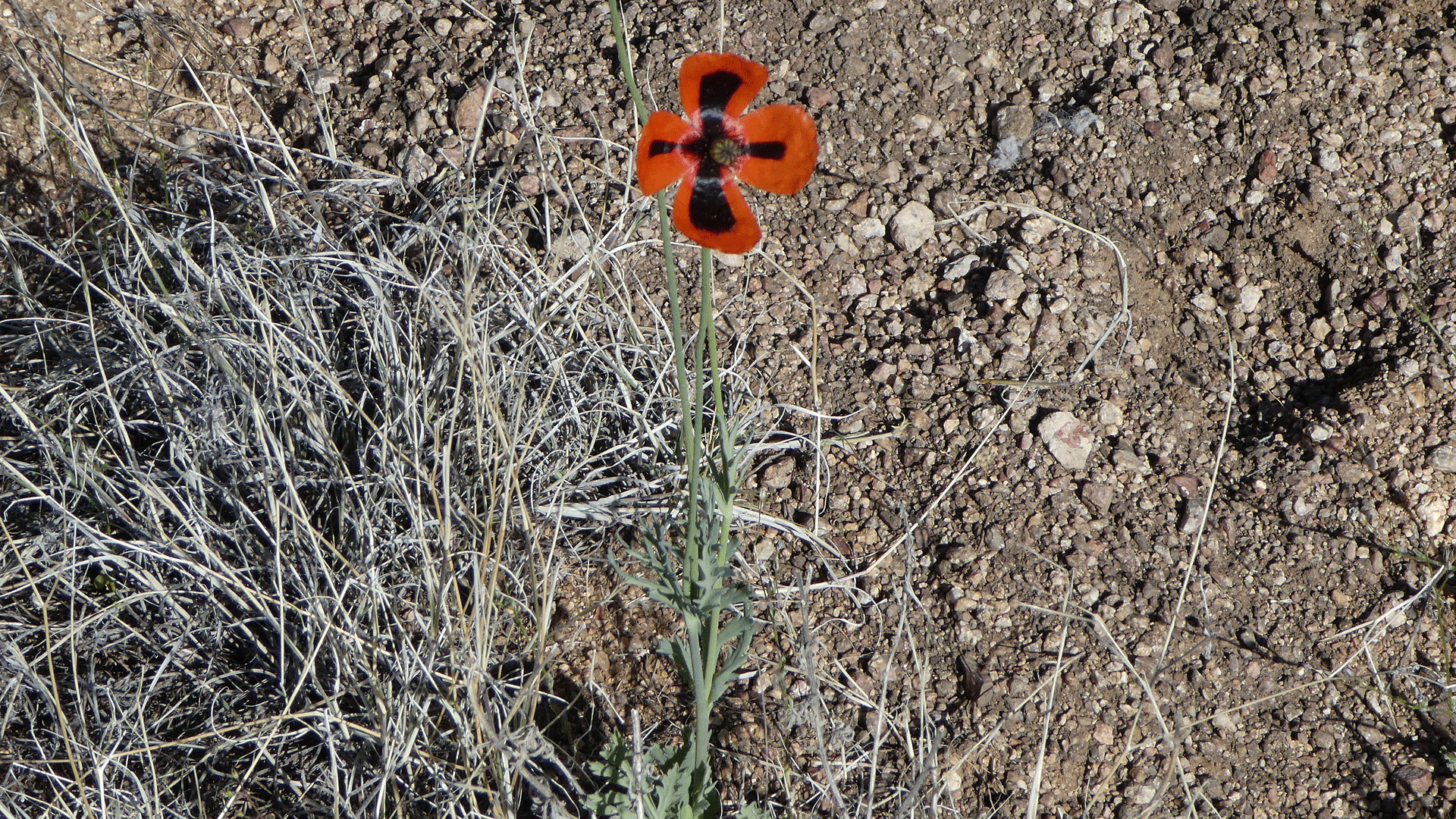 Sandia Mountains Foothills, May 2020