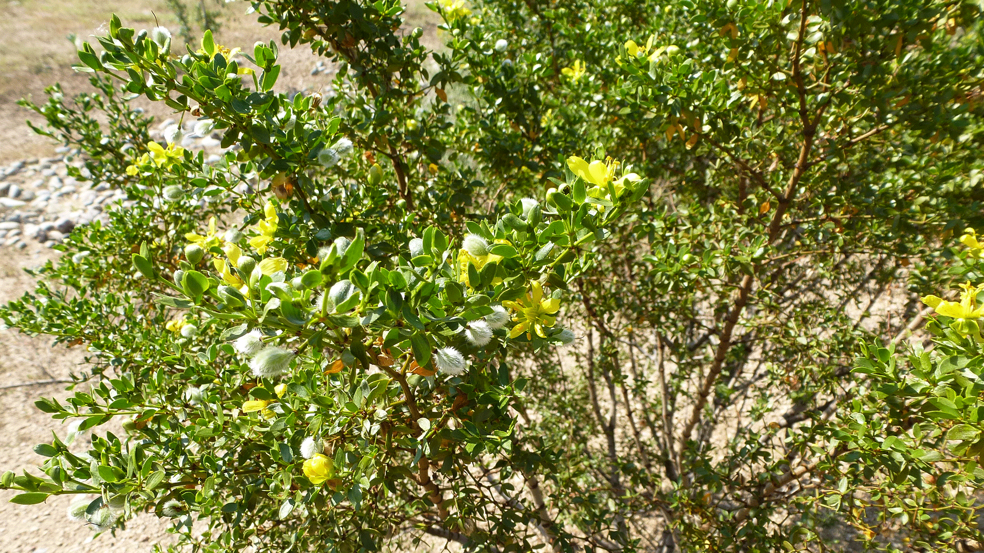 With flowers and fruits, Albuquerque, September 2017