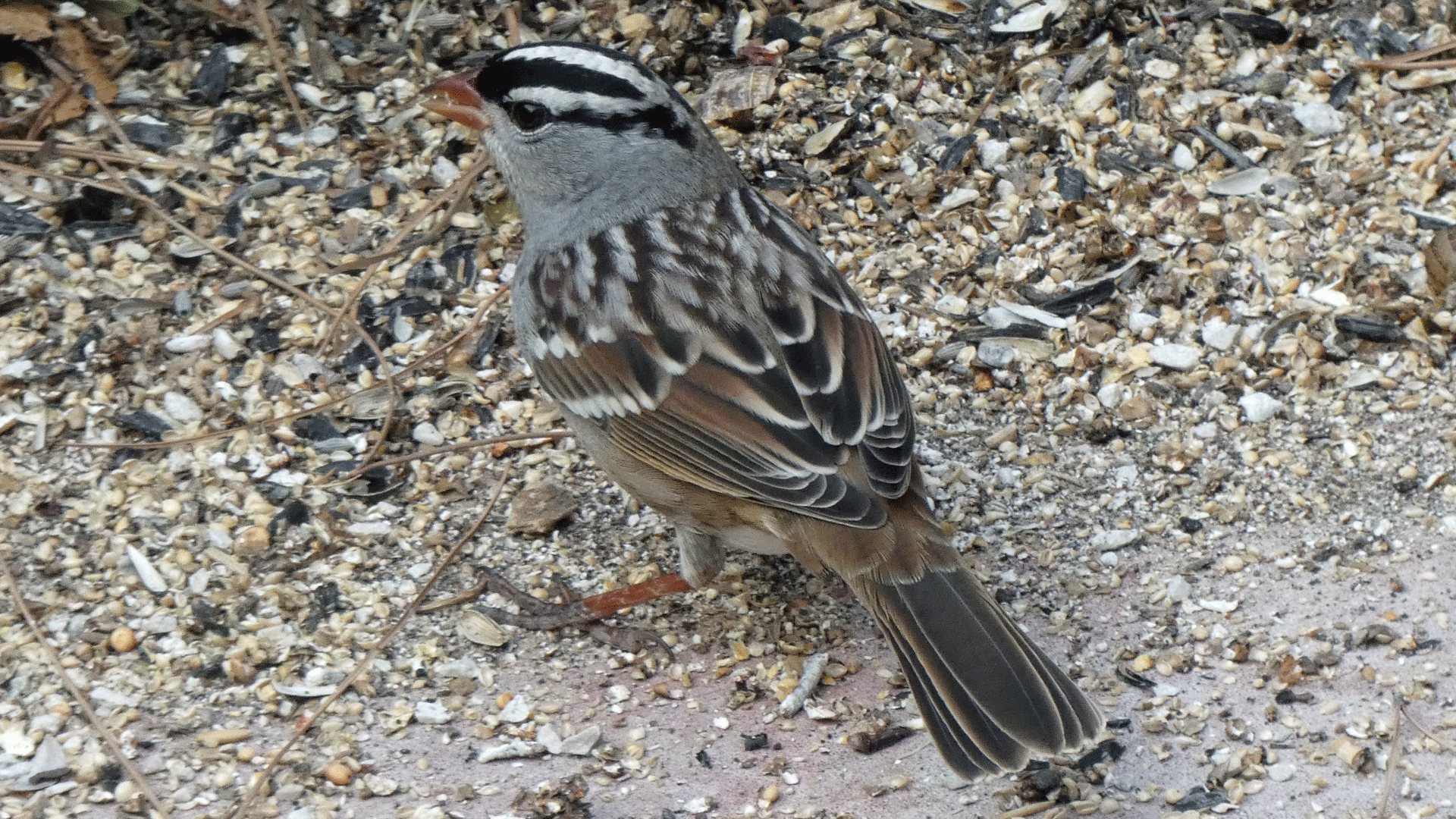 Adult, Albuquerque, September 2020