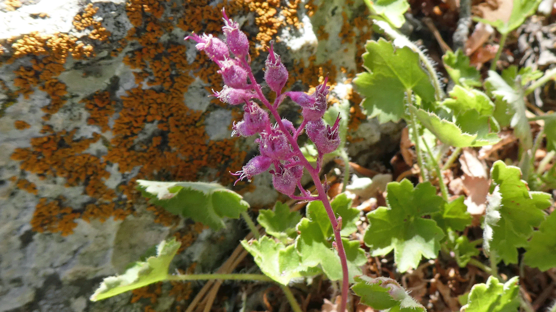 Flowers, crest of the Sandia Mountains, July 2020