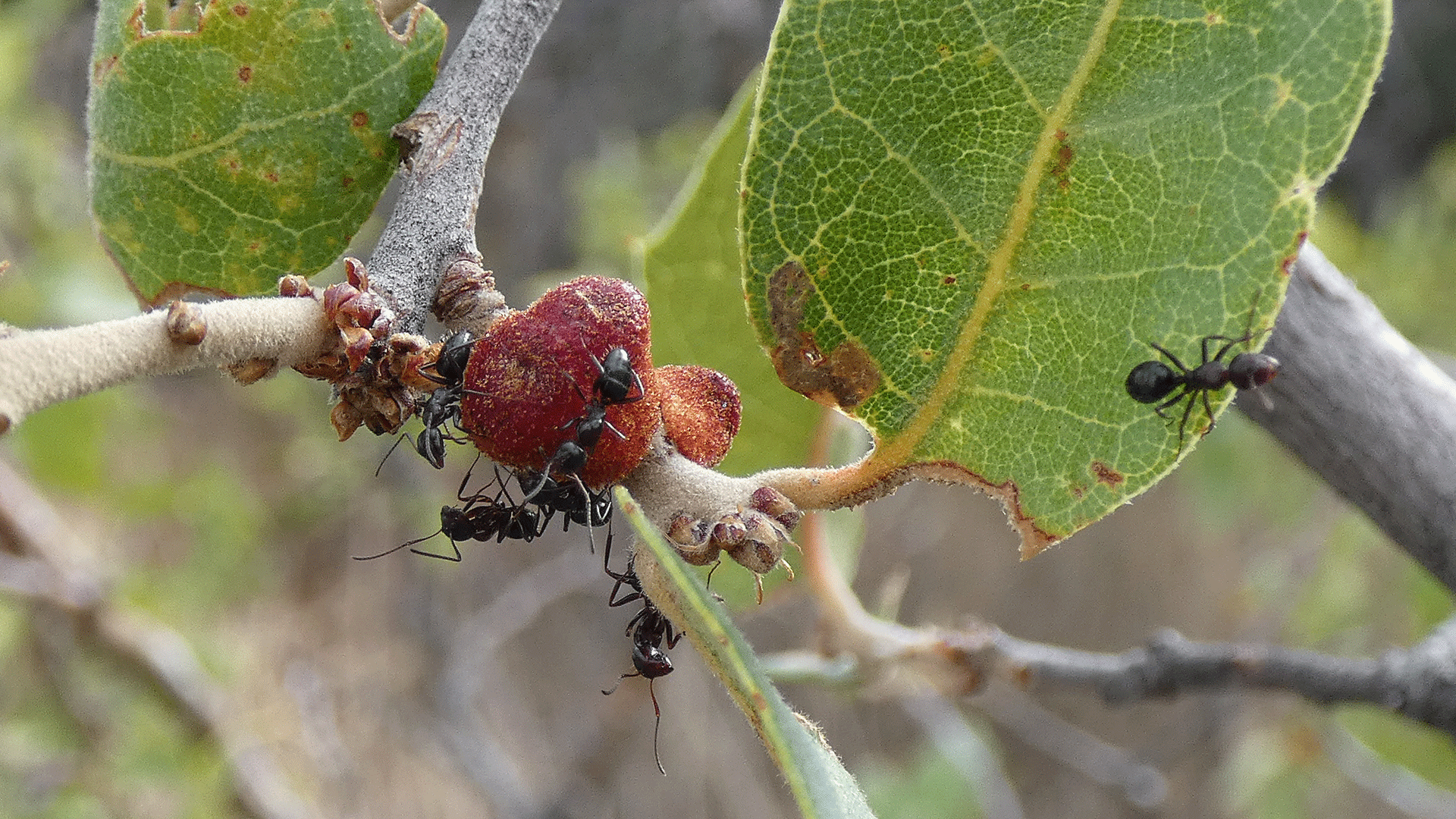 Galls on scrub oak, west foothills of the Sandia Mountains, August 2020