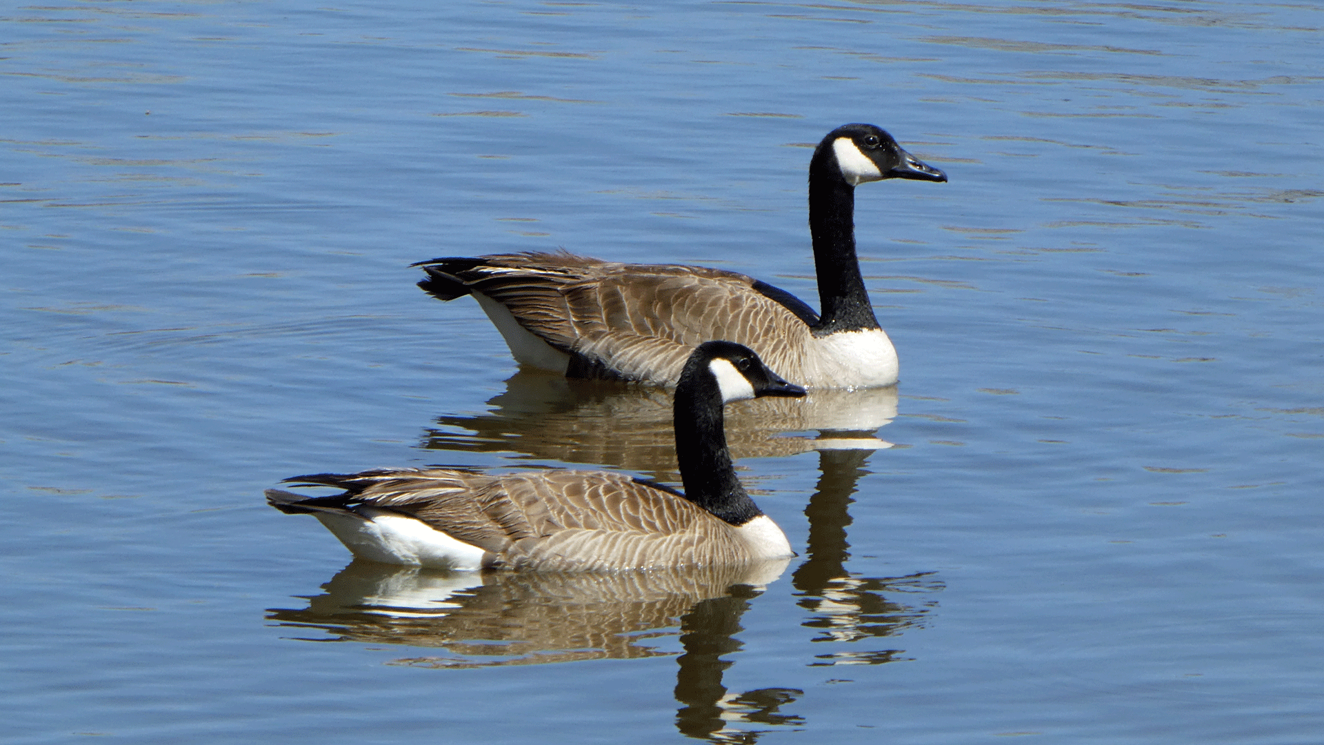 Rio Grande Nature Center, March 2019