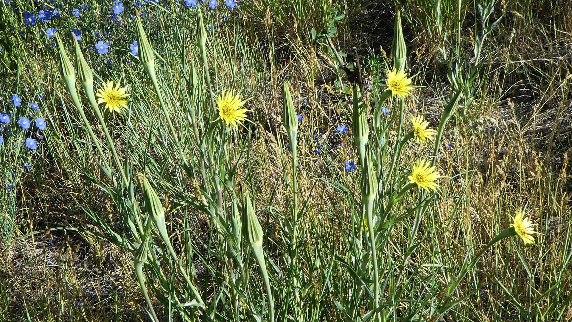 Sandia Mountains, June 2019