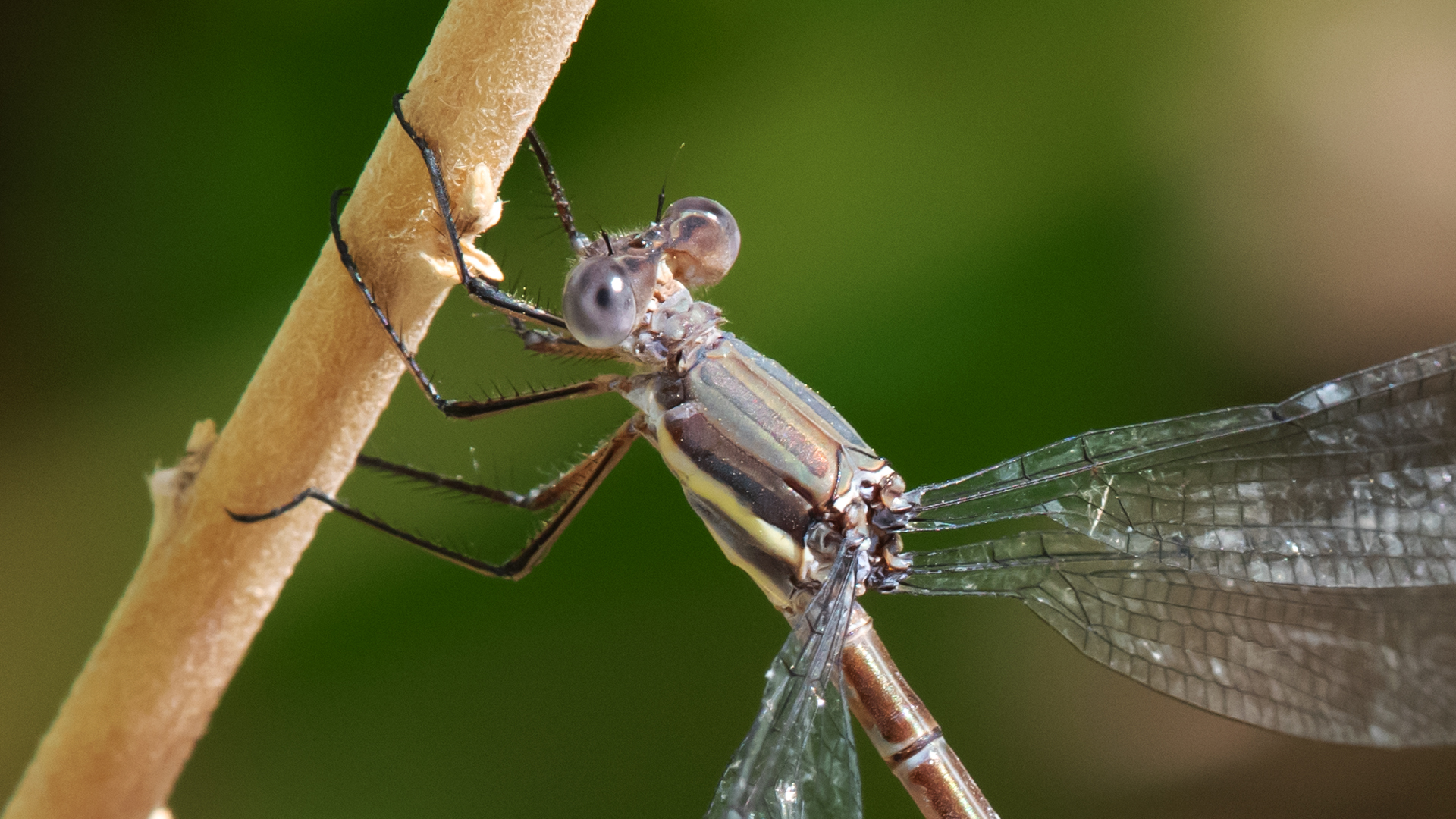 Female, Rio Grande Nature Center, September 2023