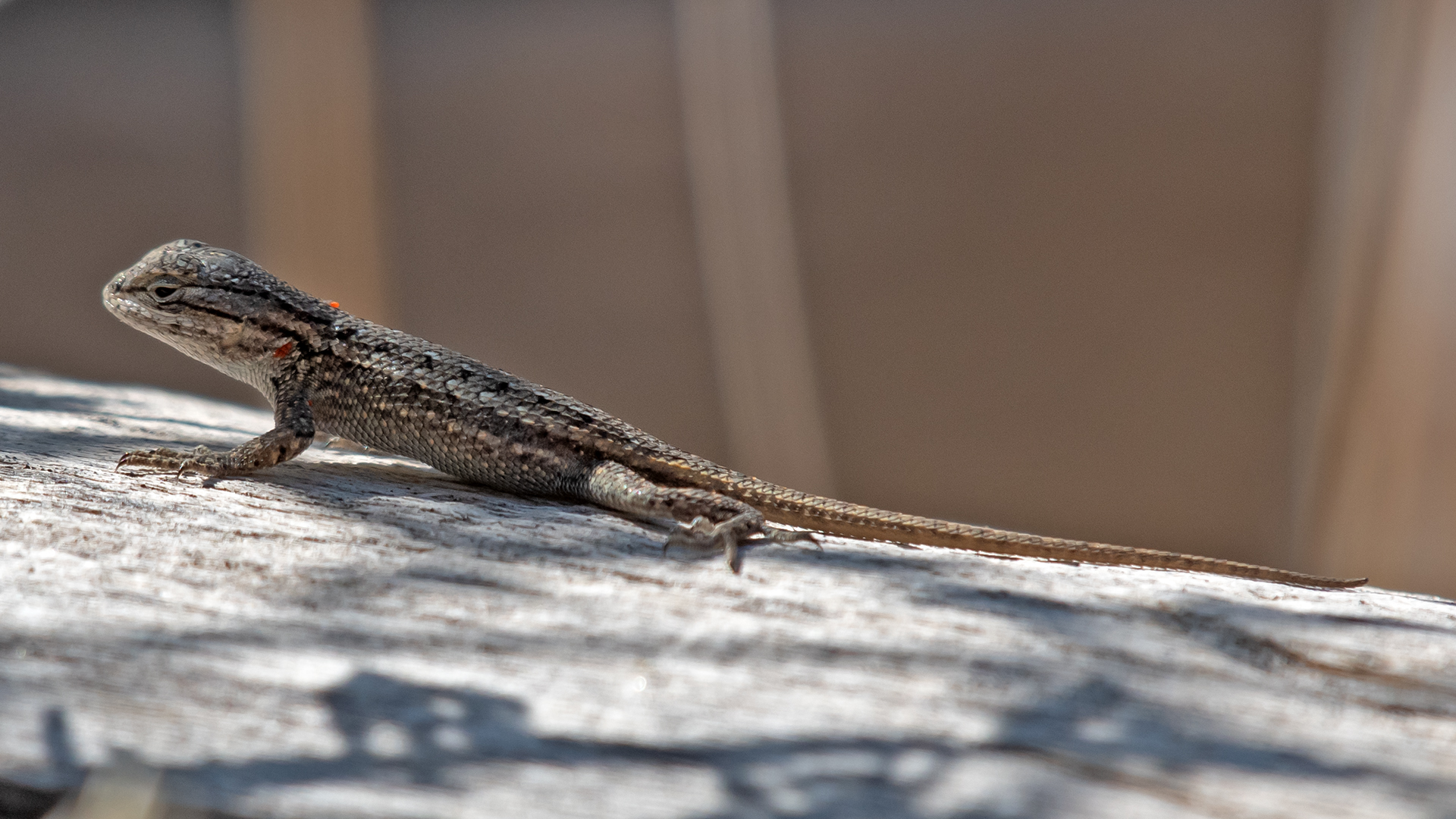 Juvenile with orange mites, Sandia Mountains west foothills, August 2025