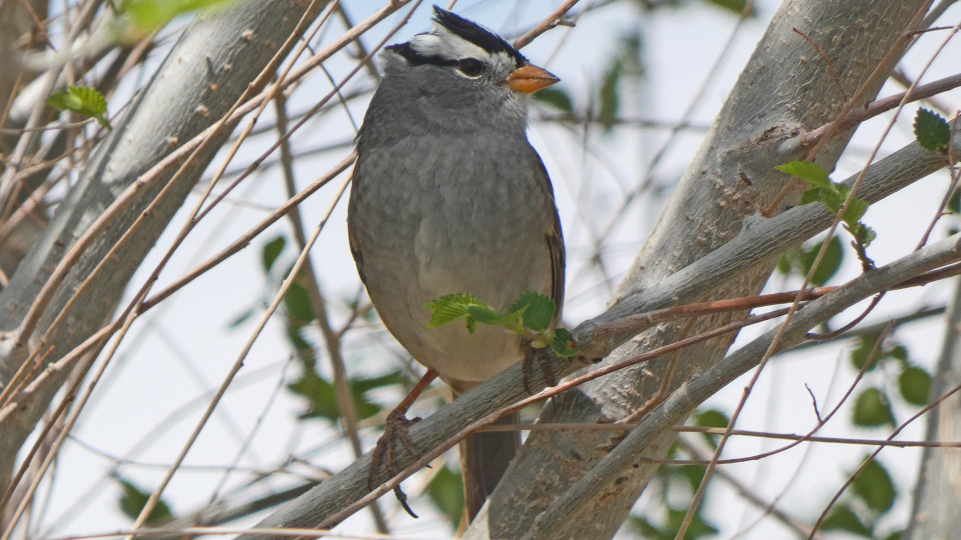 Adult, Albuquerque, April 2021