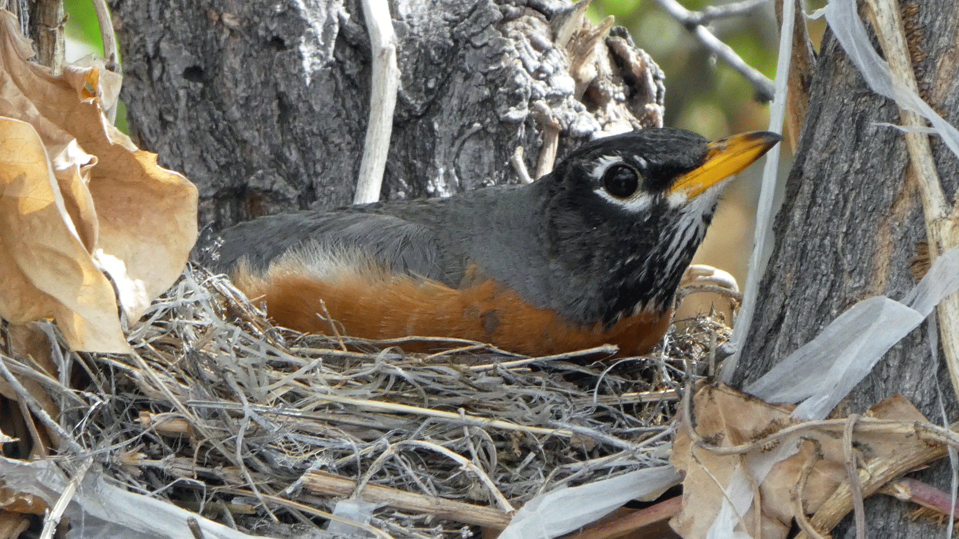 Nesting, Albuquerque, April 2020