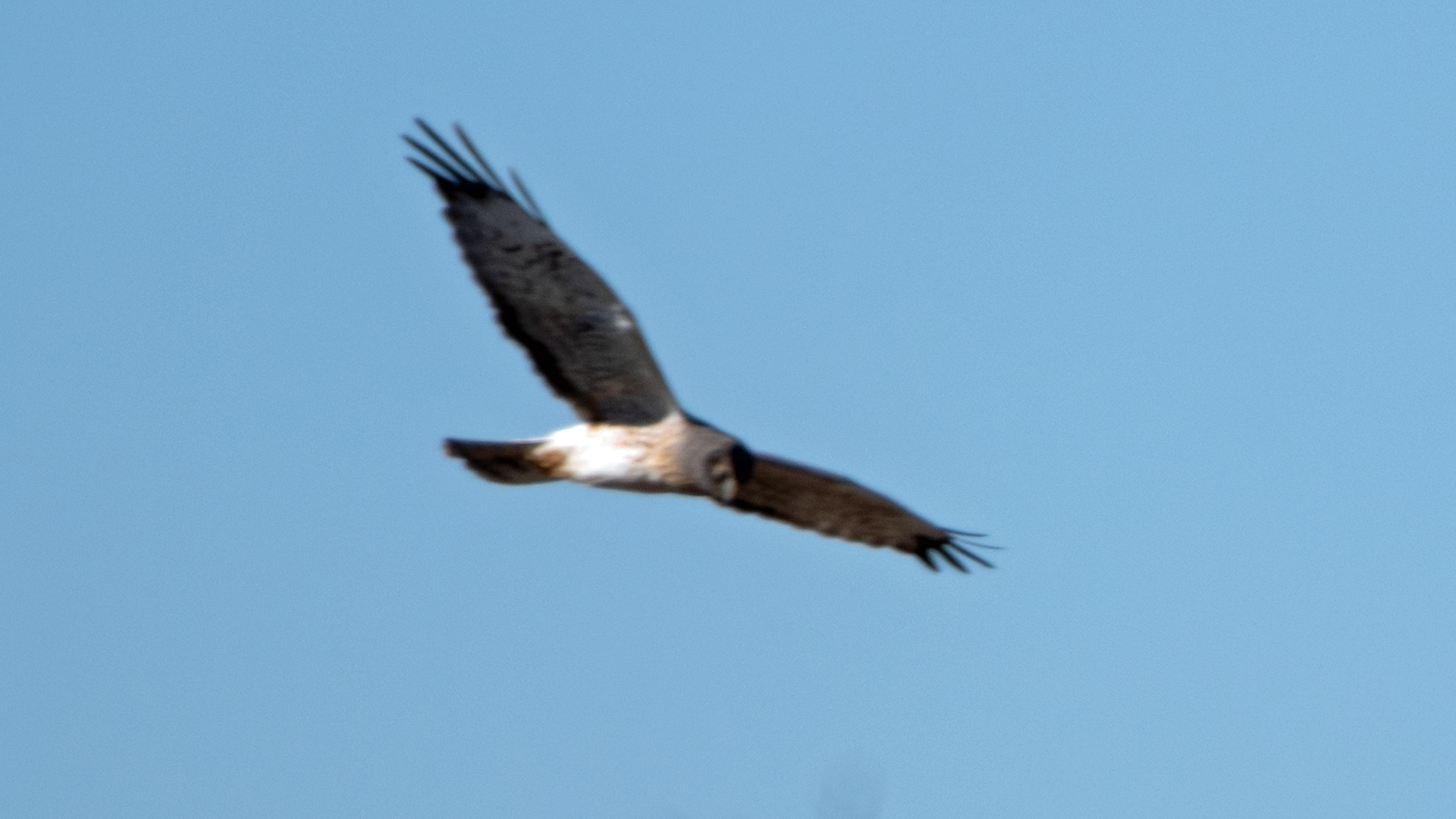 Male, Bernardo area, November 2023