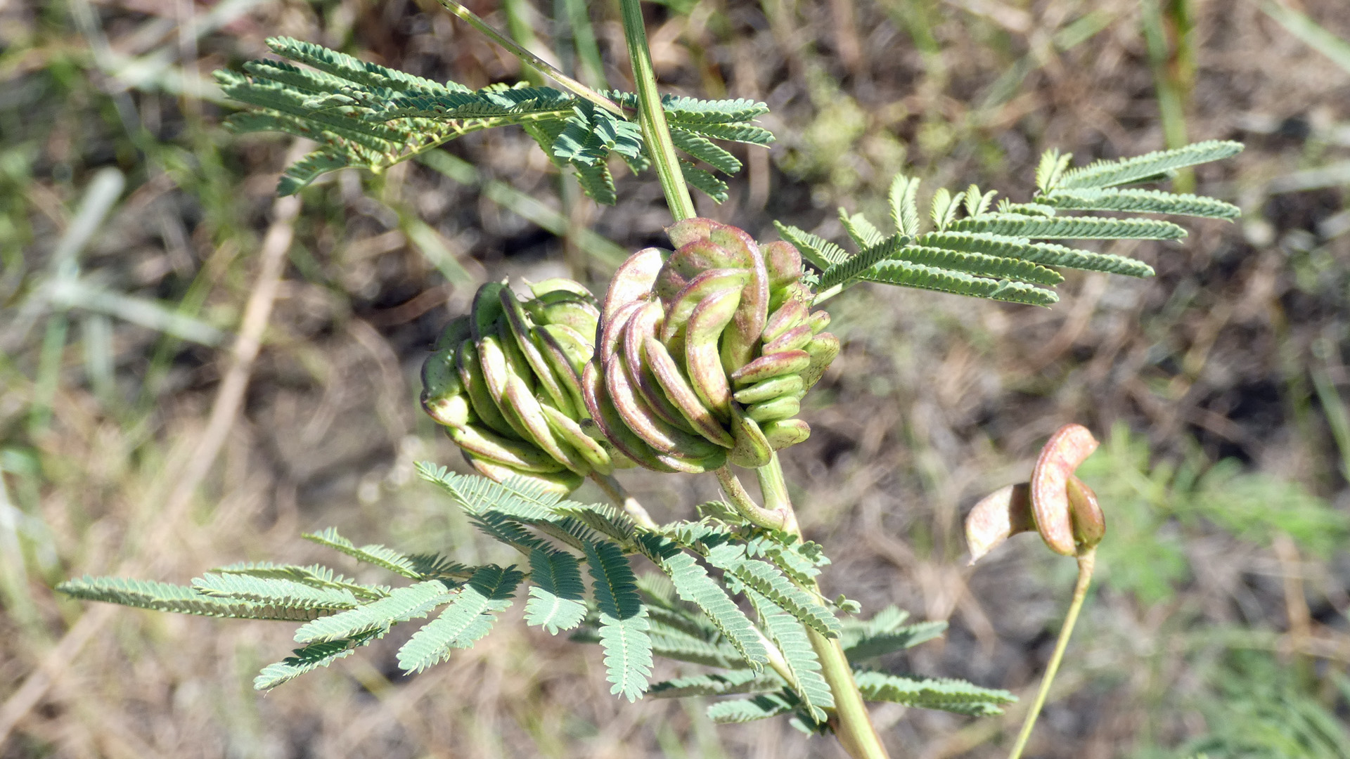 Leaves and unripe pods, Albuquerque, September 2021