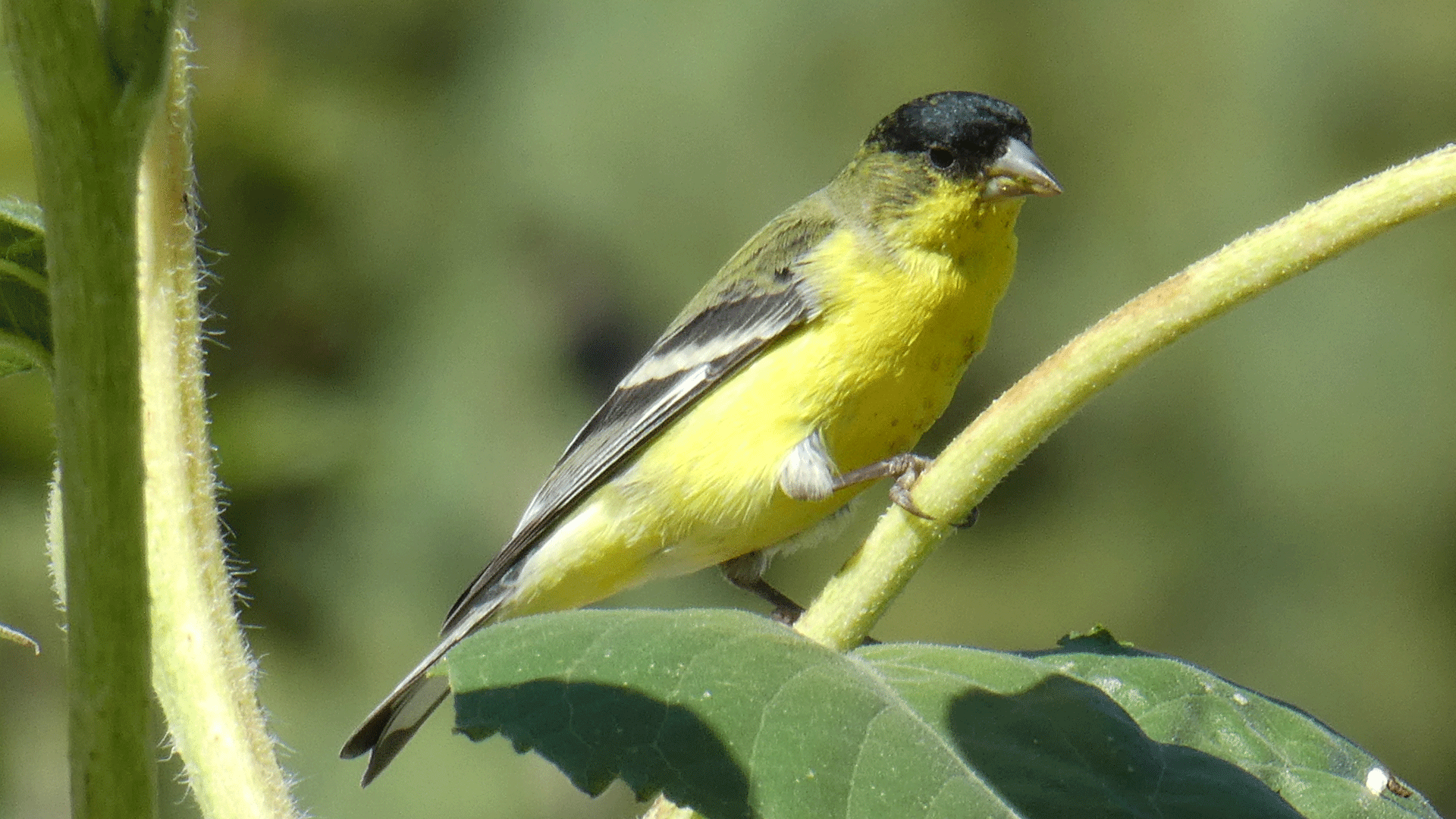 Adult male, Albuquerque, August 2020