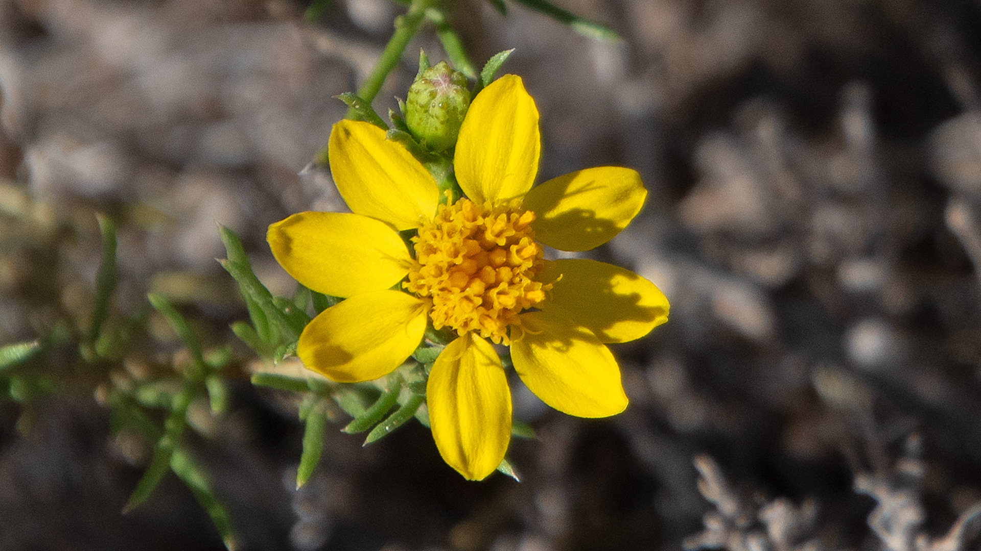 Placitas, June 2024