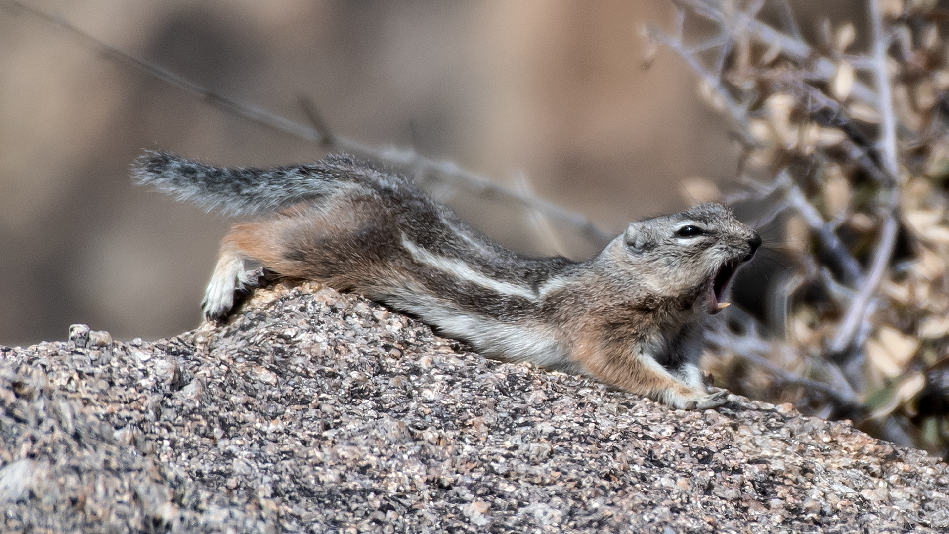 Stretching and yawning, Embudito Canyon, January 2026