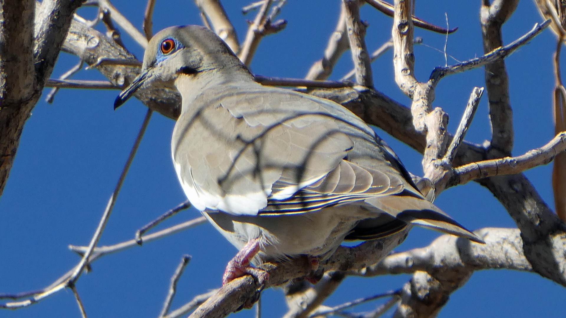 Albuquerque, March 2020