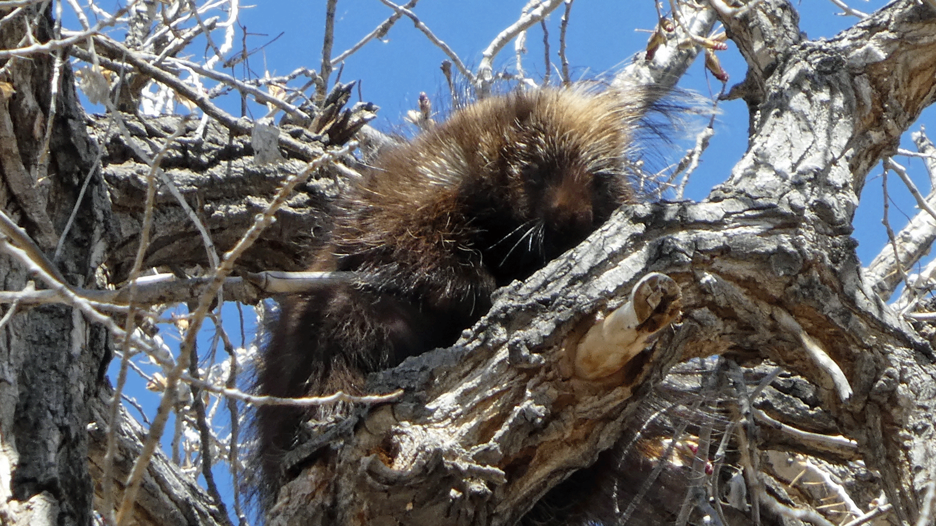 Rio Grande Bosque, Albuquerque, March 2019