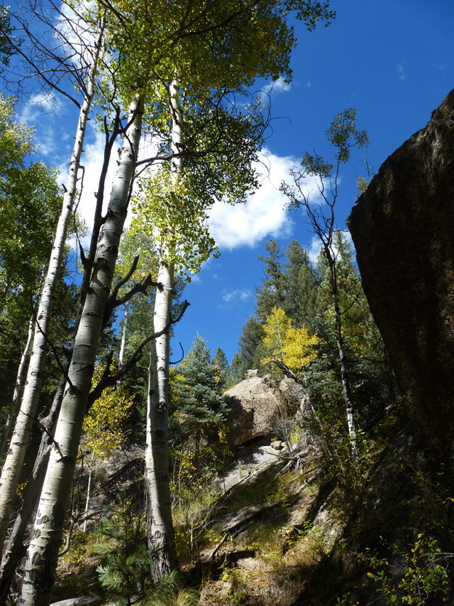 Aspen and pine trees, Calaveras Canyon, Santa Fe National Forest, Jemez Mountains, New Mexico