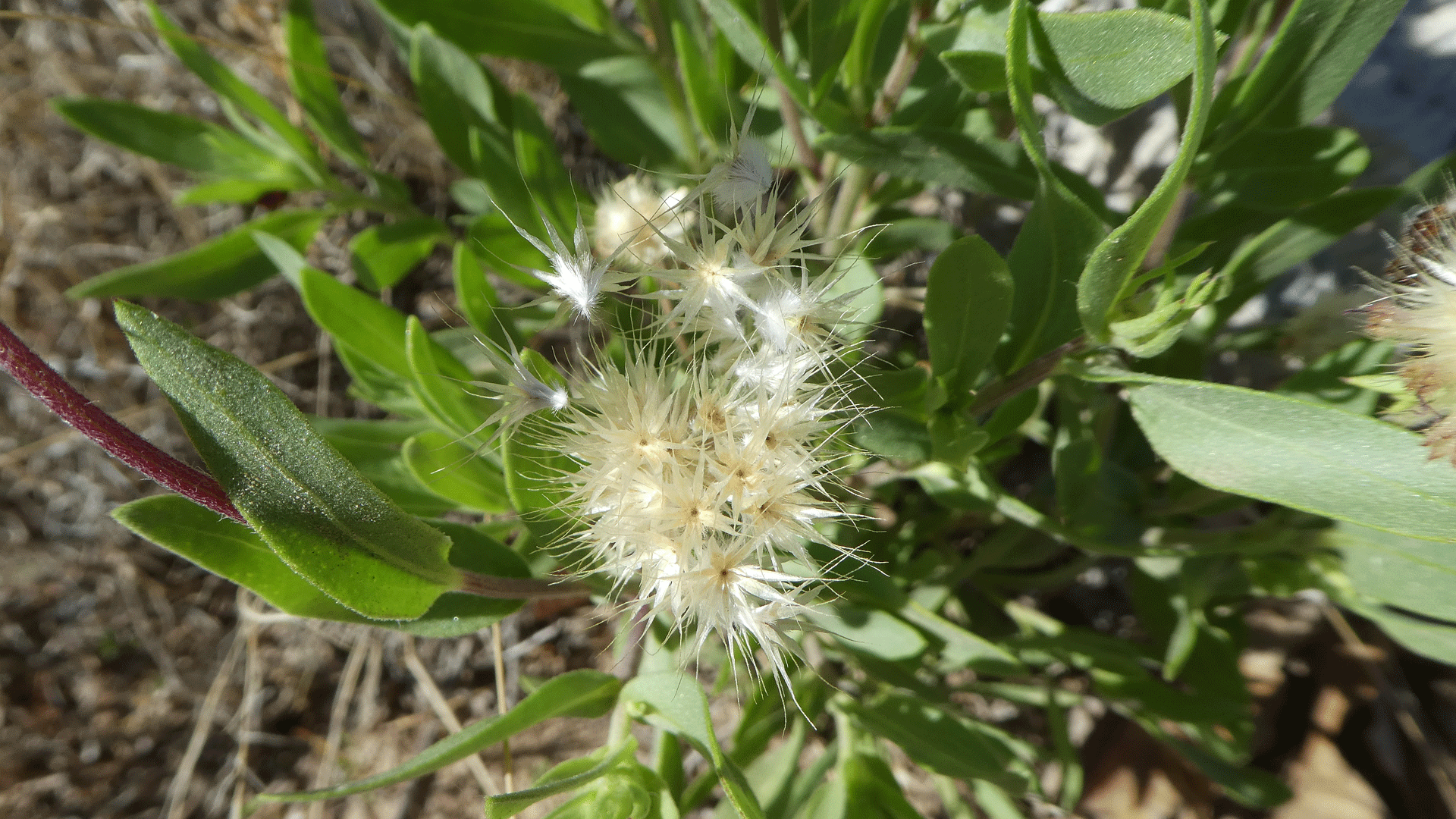 Partly dispersed seed head, Albuquerque, June 2020