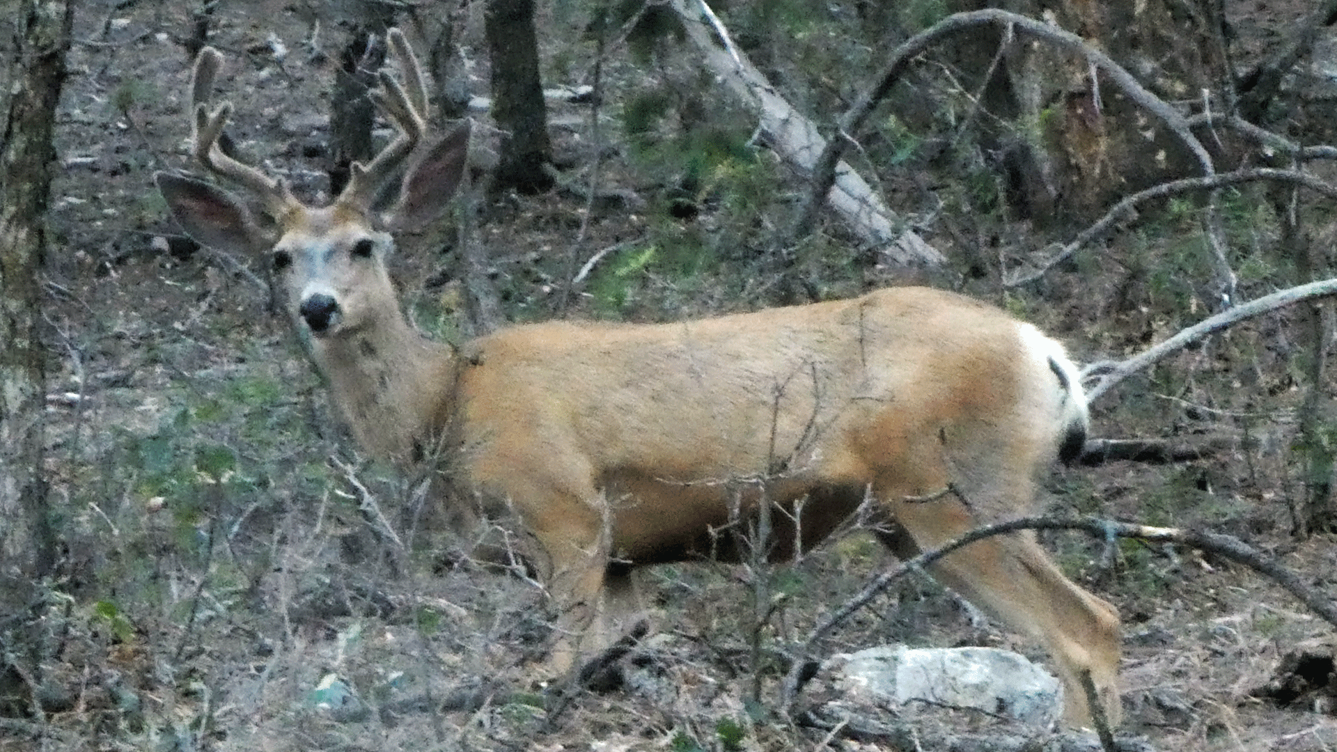 Buck in velvet, Sandia Mountains, August 2019