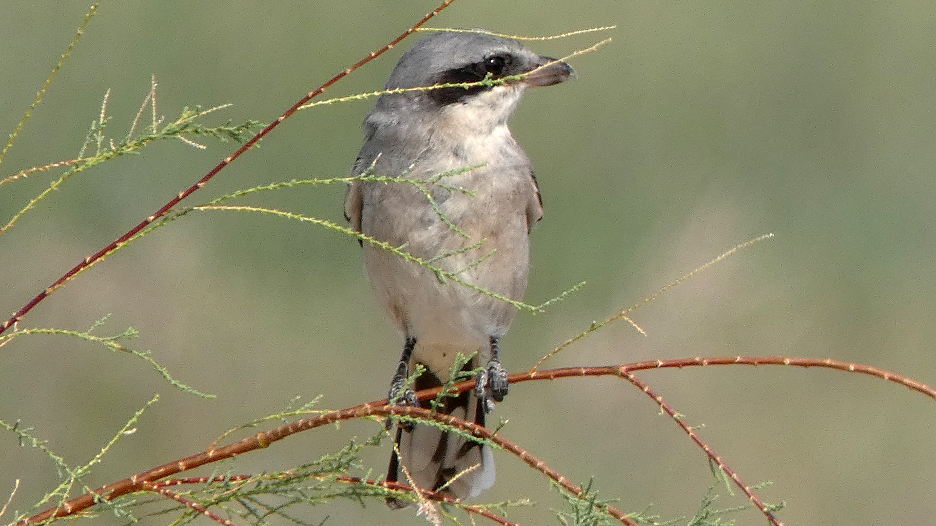 Albuquerque, August 2020