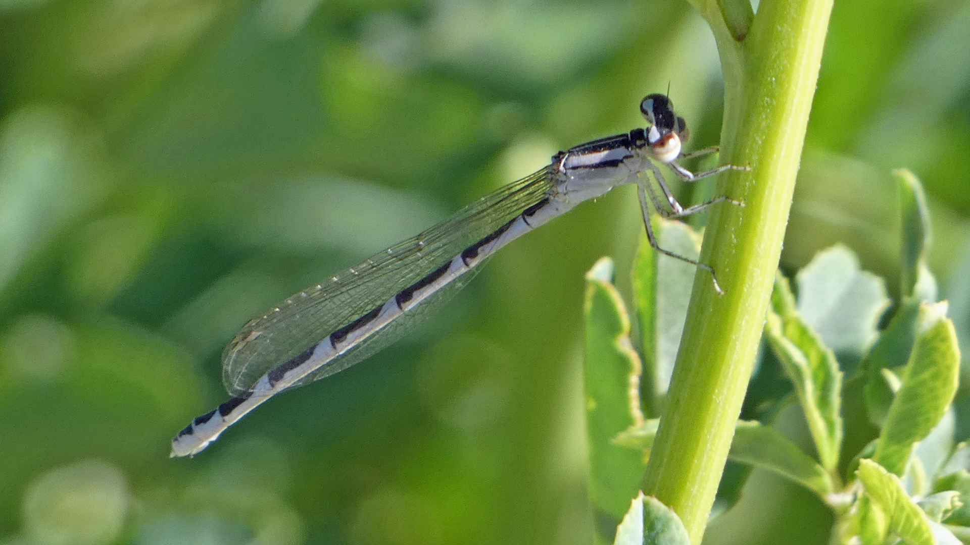 Female, Rio Grande Bosque, Albuquerque, May 2022