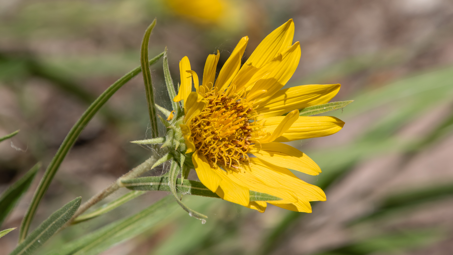 Rio Grande Nature Center, July 2023