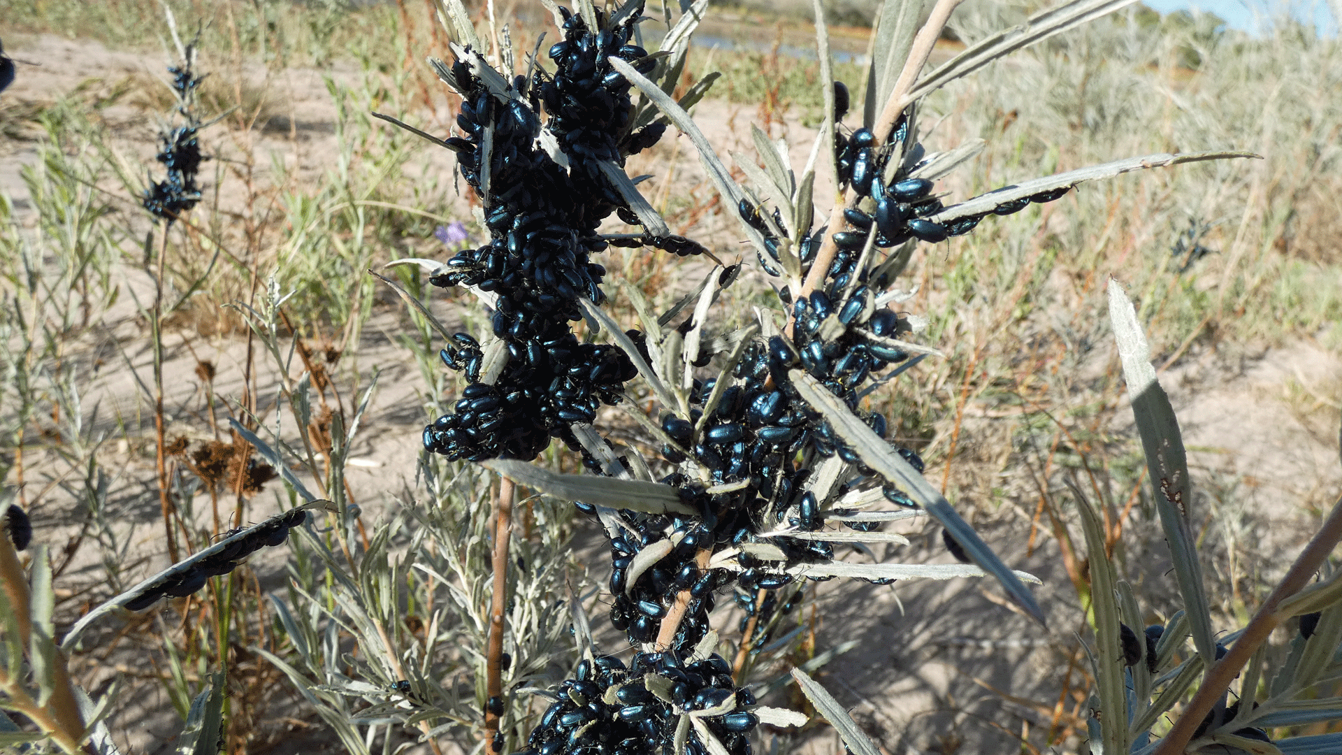 Rio Grande Bosque, Albuquerque, September 2020