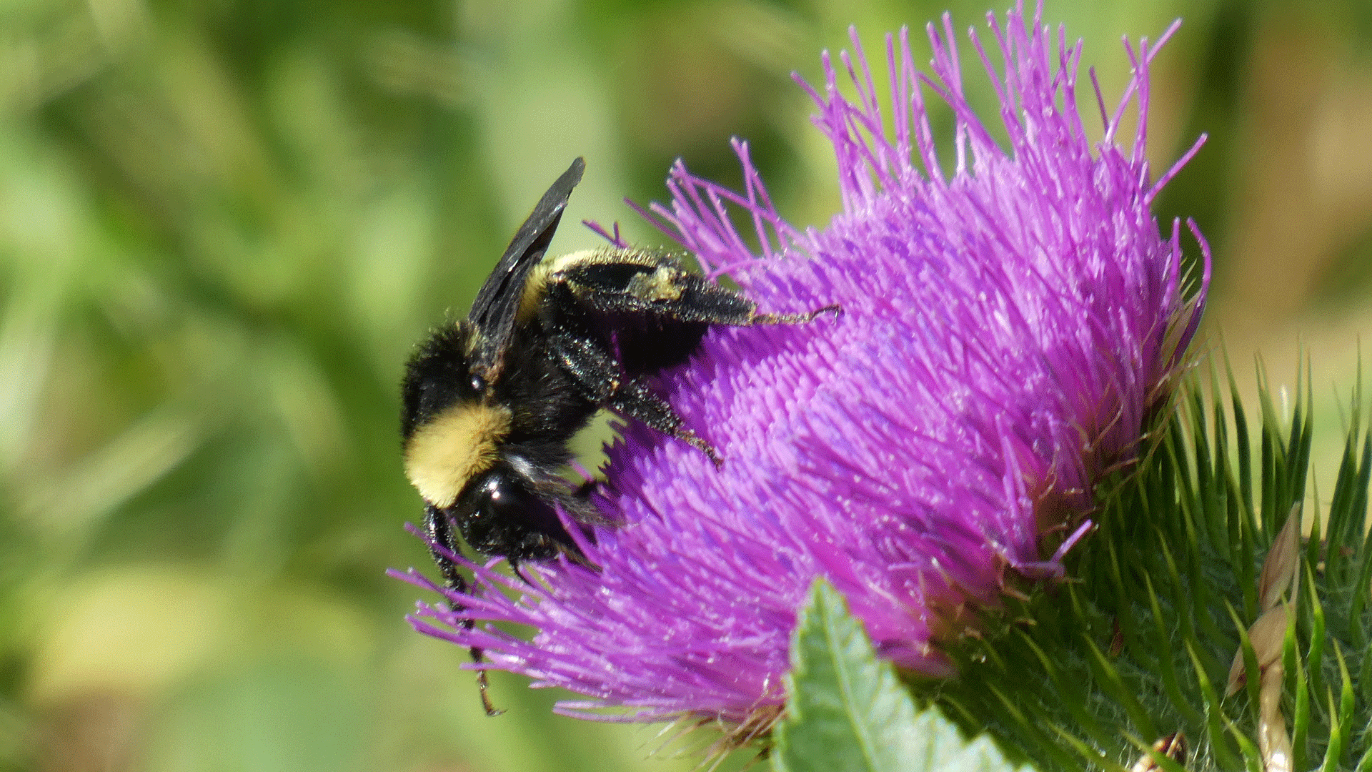 On thistle flower, Rio Grande Bosque, Albuquerque, July 2020