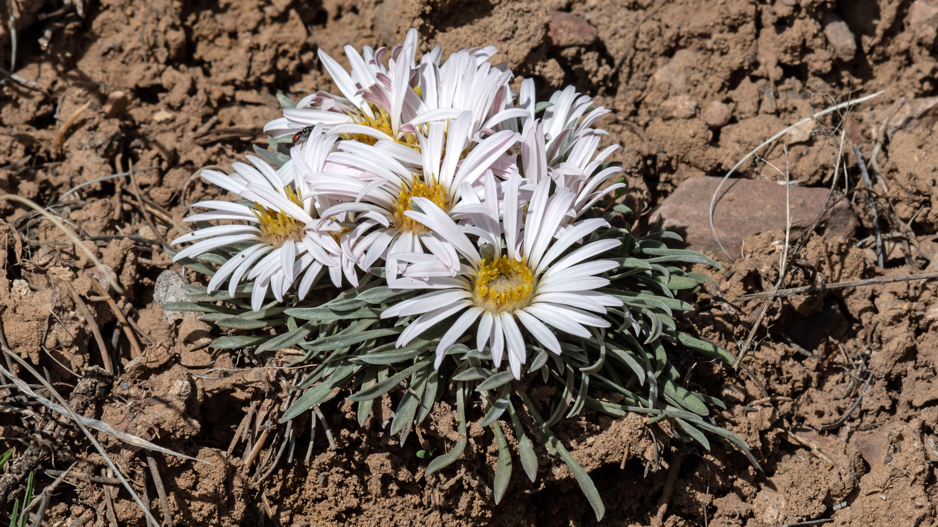 San Antonito Open Space, April 2023