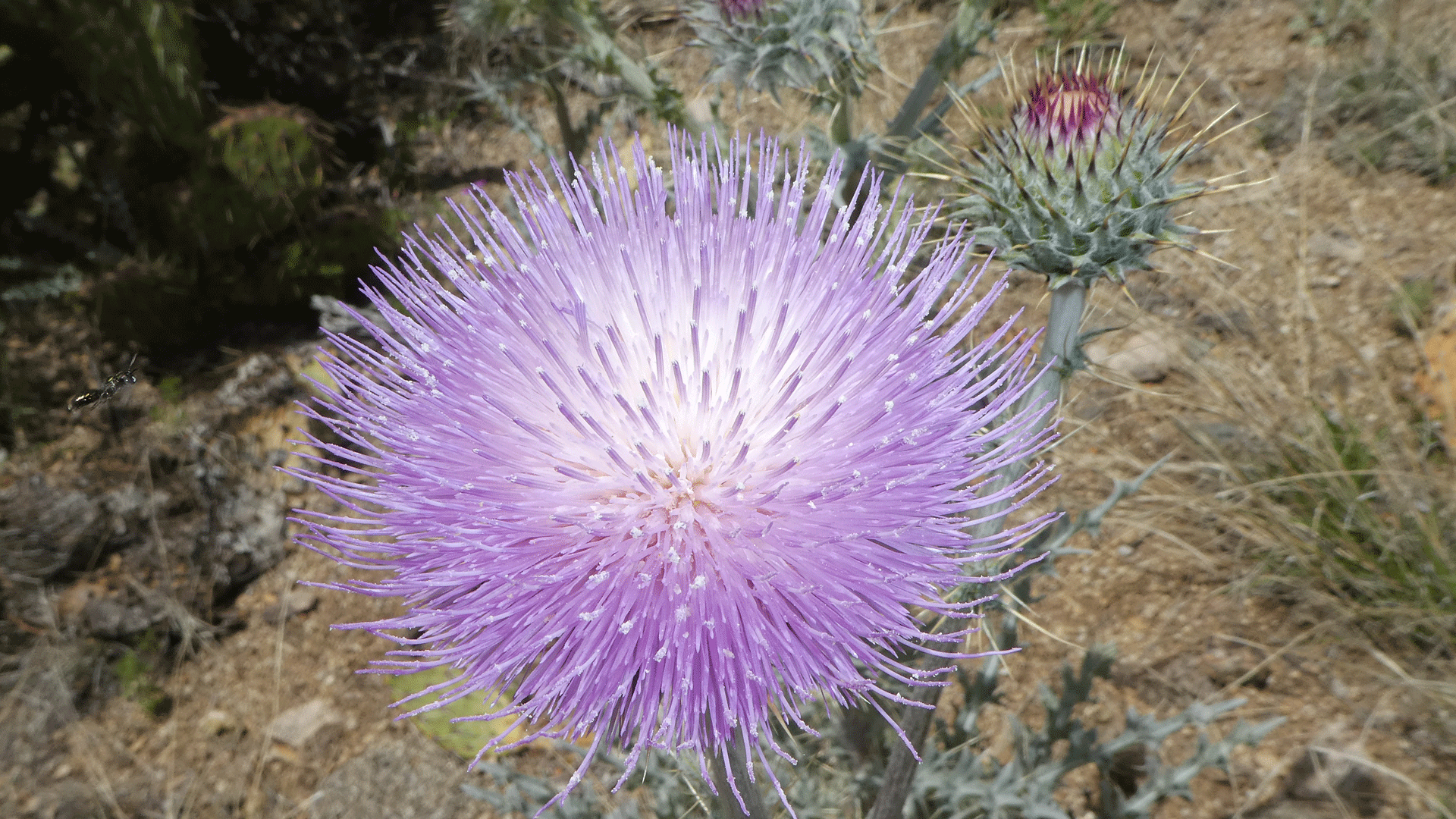 Sandia Mountains foothills, April 2019