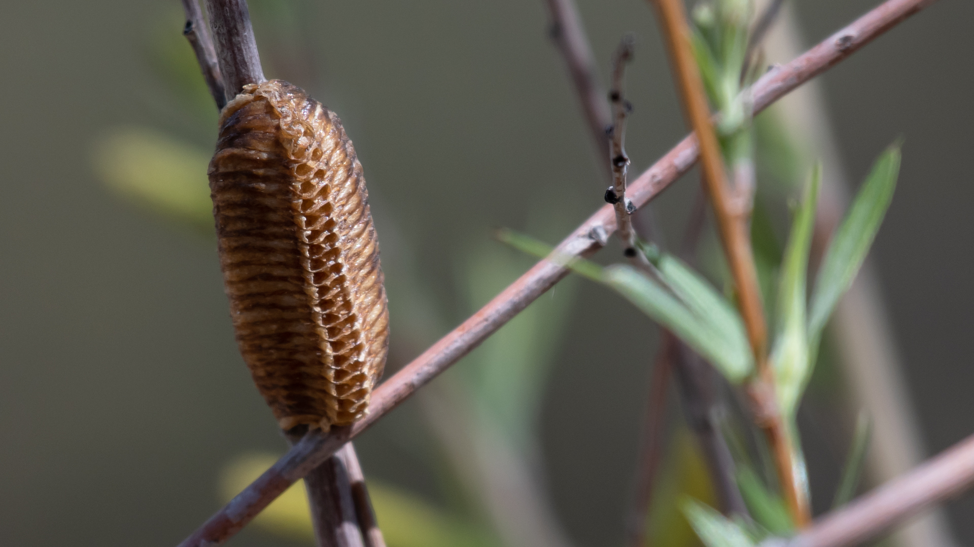 Egg case, Albuquerque, April 2023