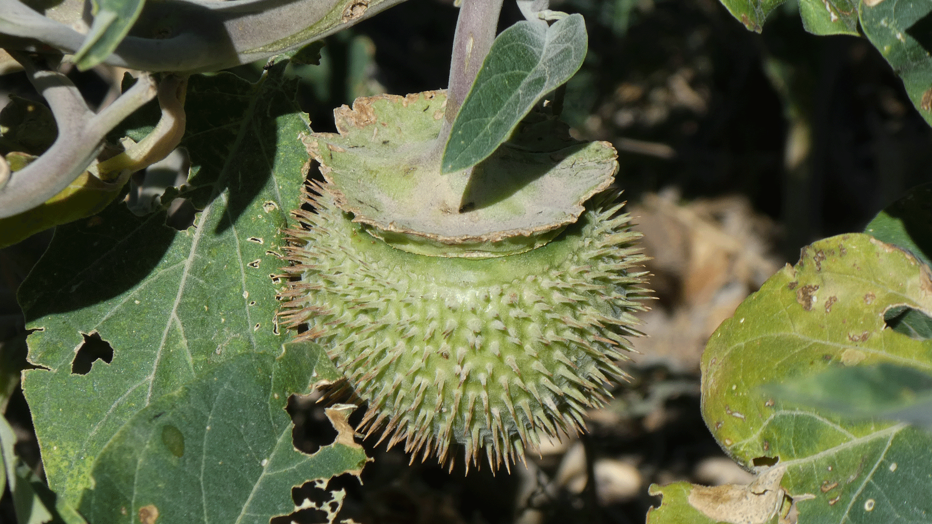 Green "thorn apple" (fruit), Albuquerque, July 2020