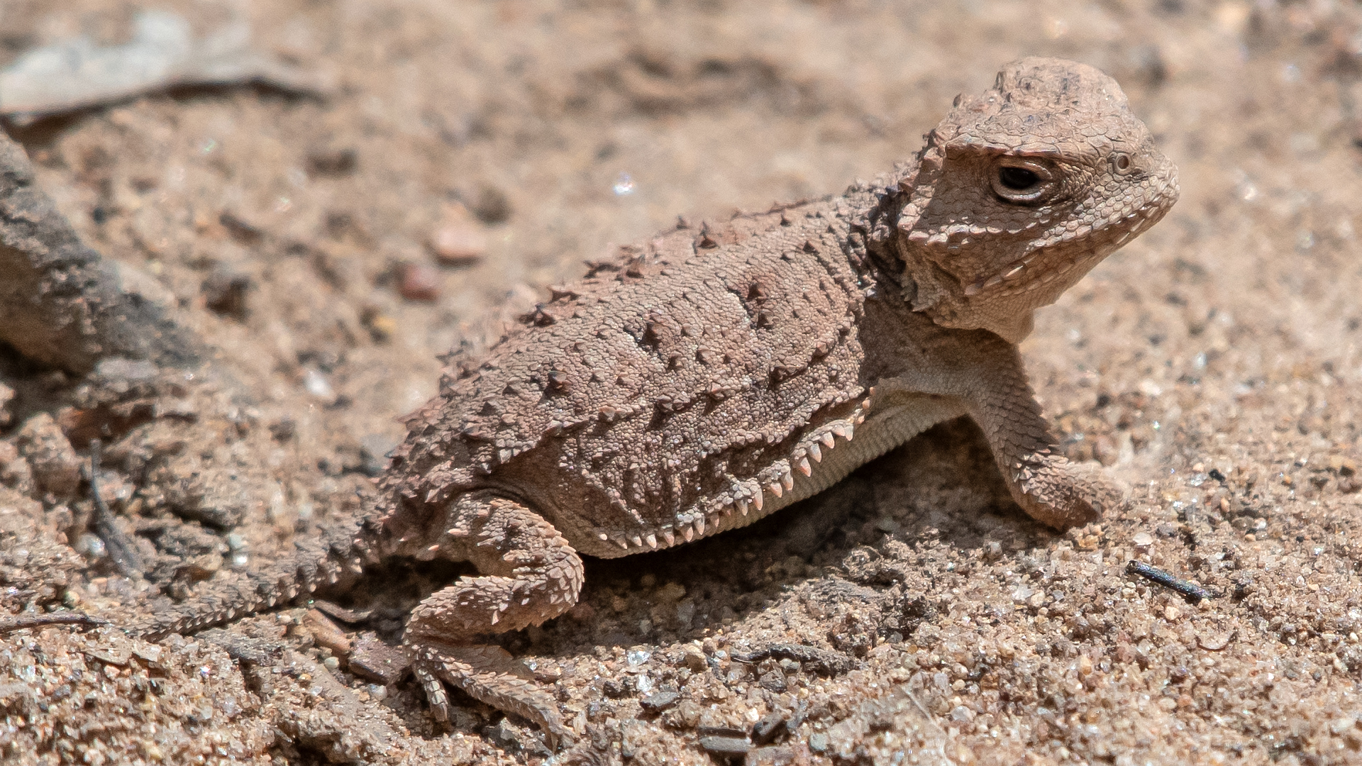 Juvenile, Manzano Mountains, September 2025