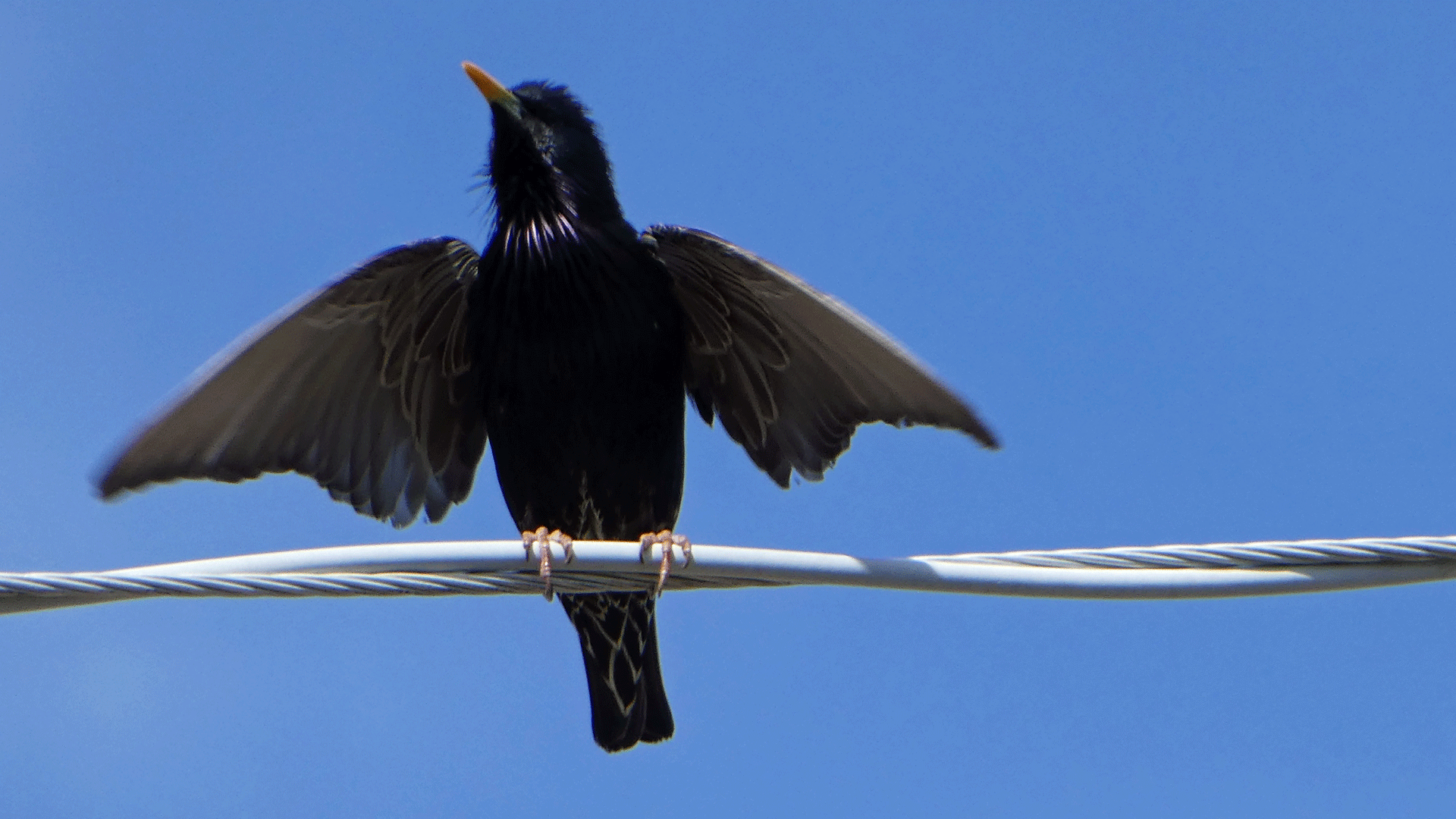 Albuquerque, April 2020