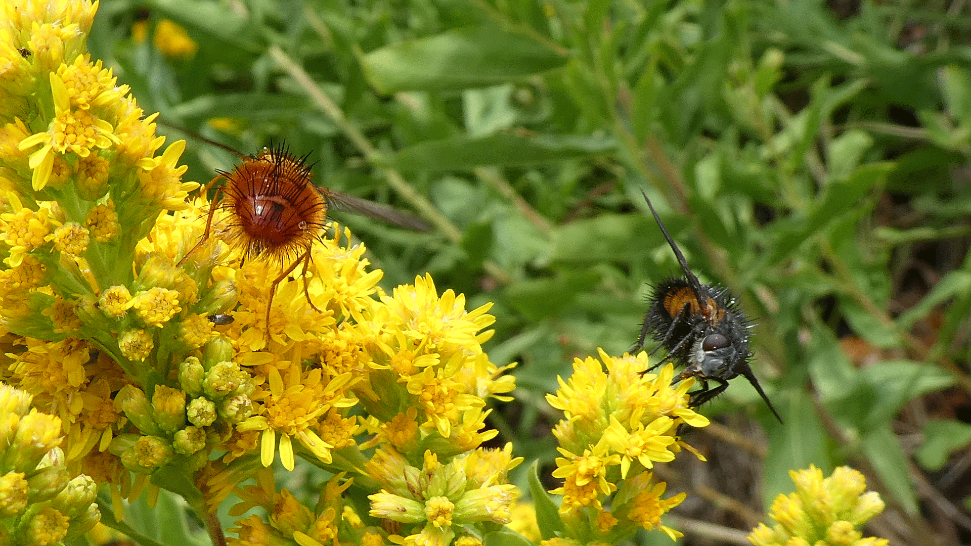 On goldenrod, Sandia Mountains, July 2020