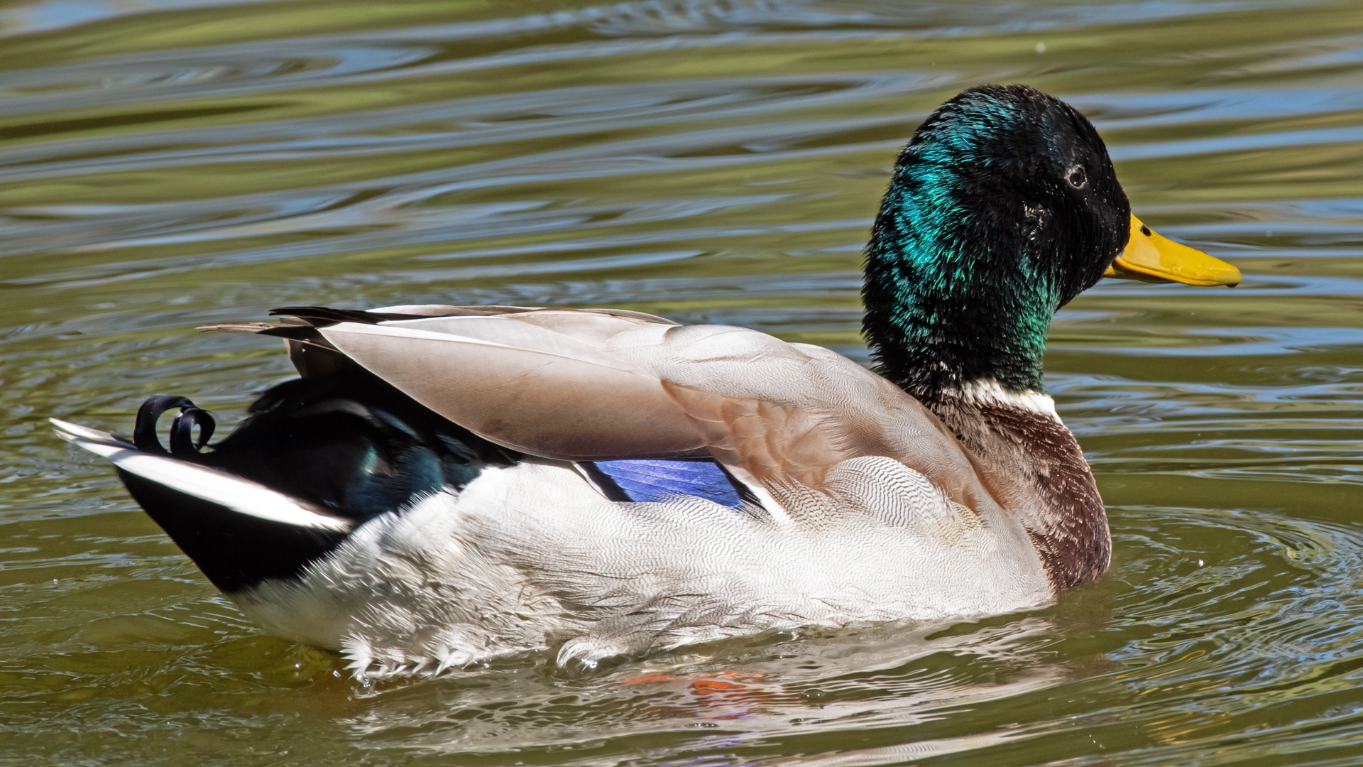 Male, UNM duck pond, October 2023