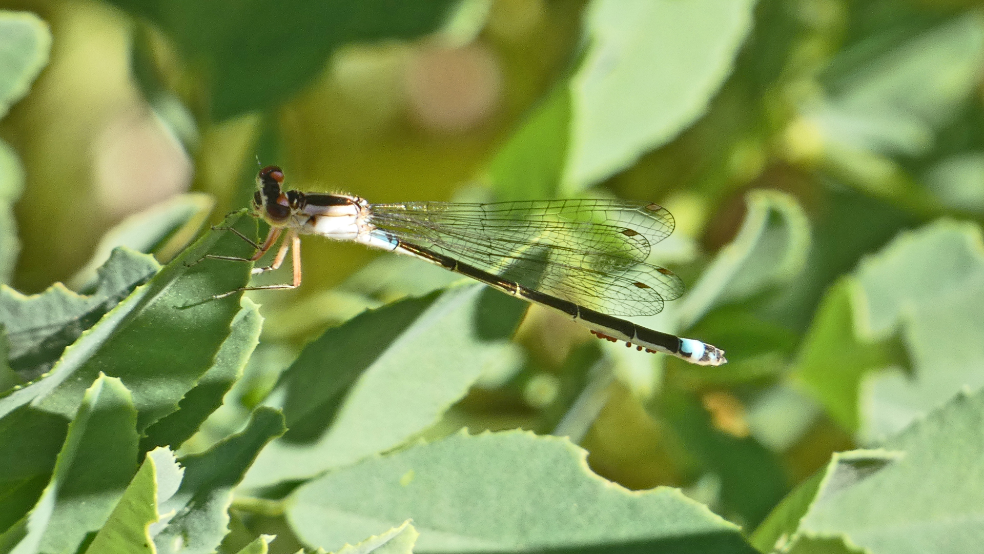 Female with mites, Rio Grande Bosque, Albuquerque, May 2022