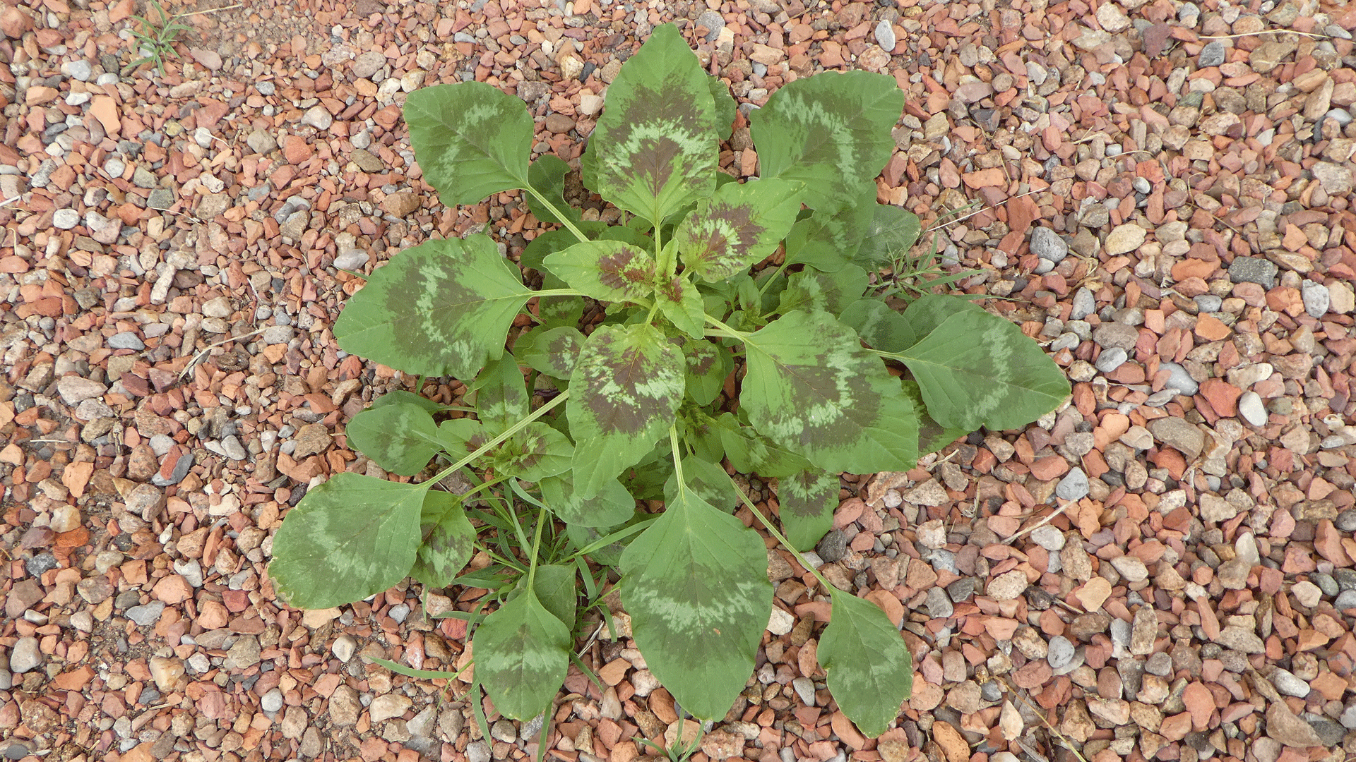 Young plant, leaves with red and white, Albuquerque, June 2020