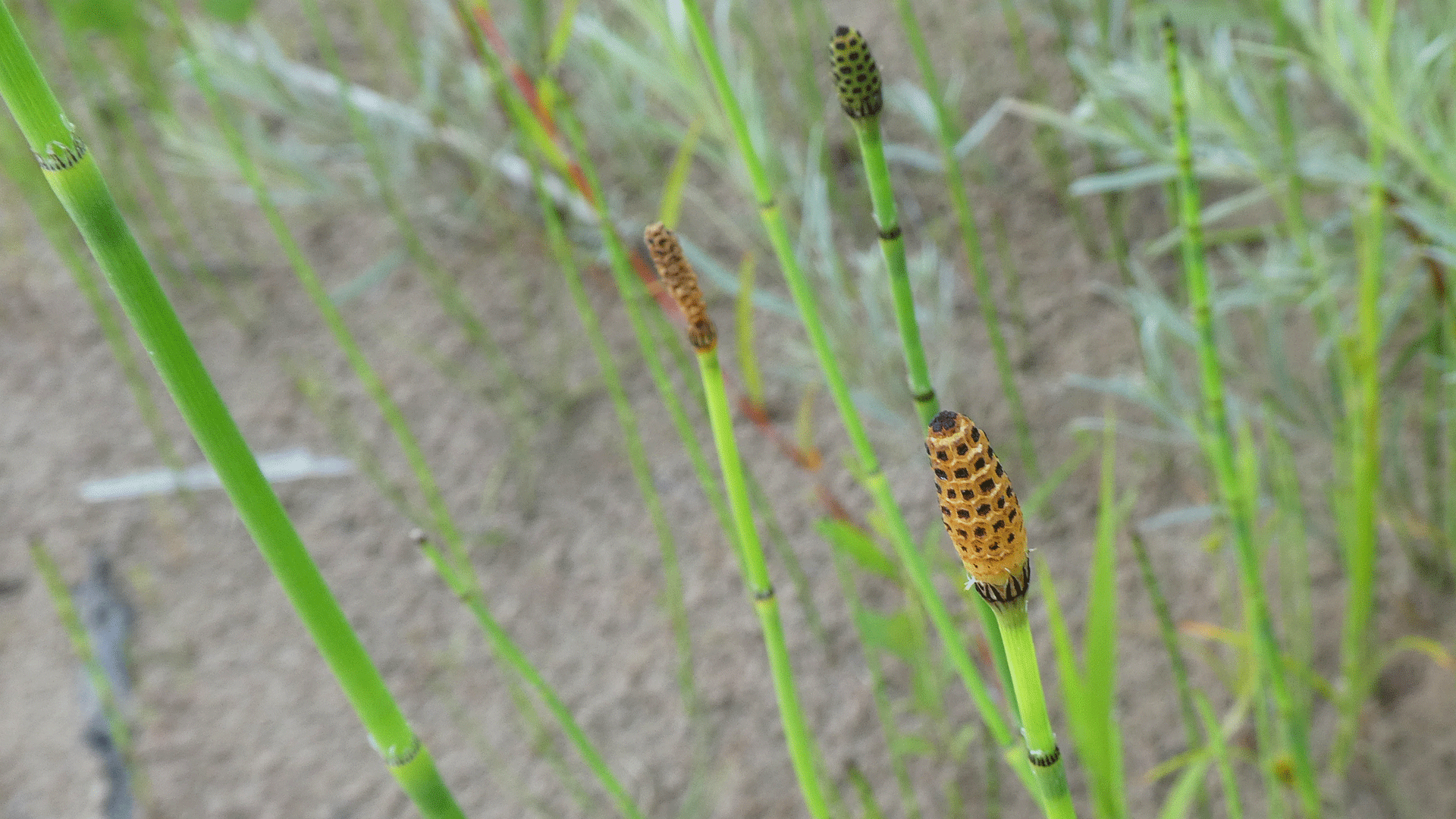 Rio Grande Bosque, Albuquerque, July 2020