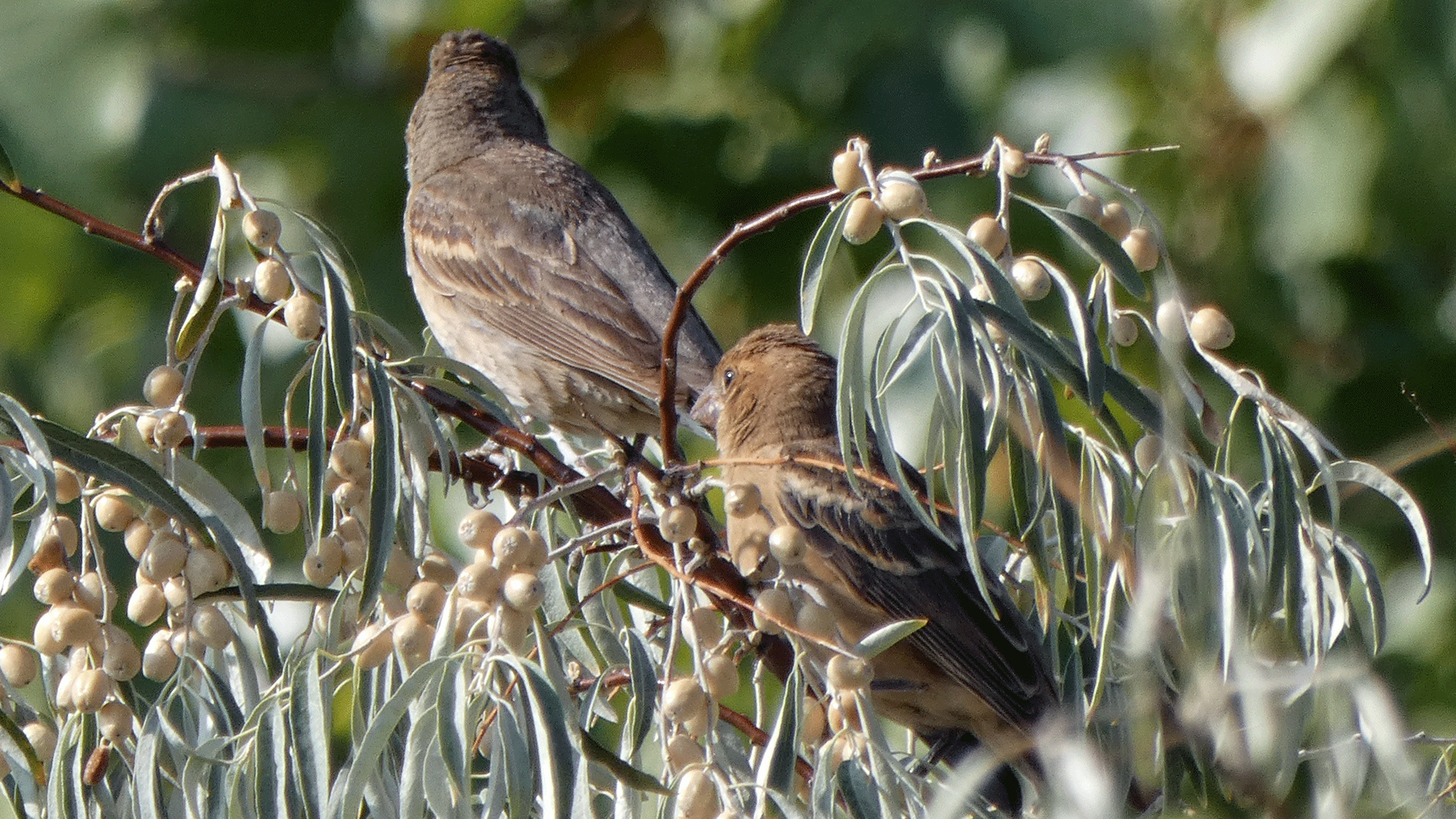 Female and immature, Rio Grande Bosque, Albuquerque, September 2020
